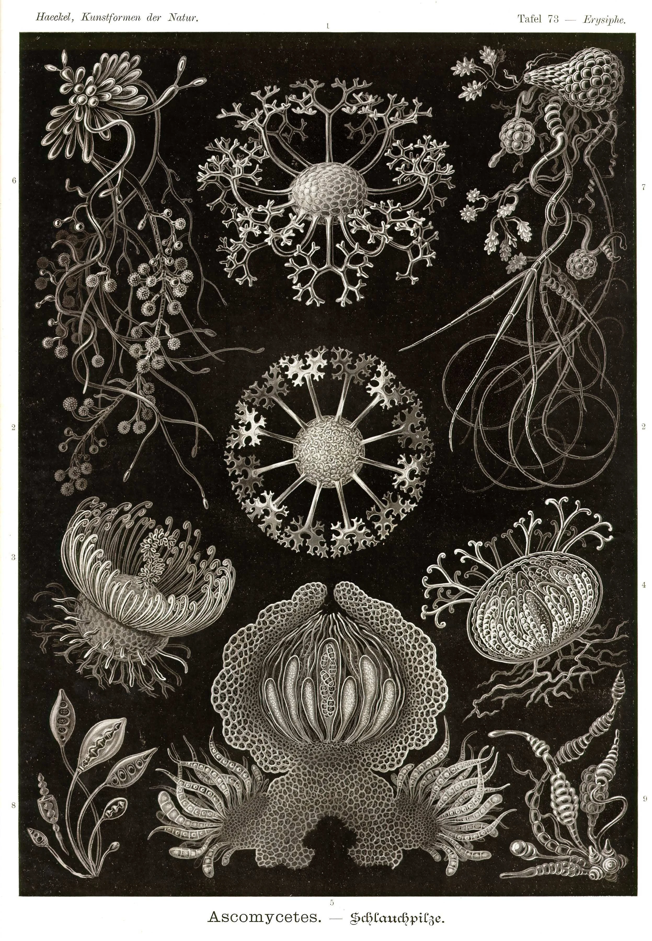 Haeckel_Kunstformen_Page_250.jpg