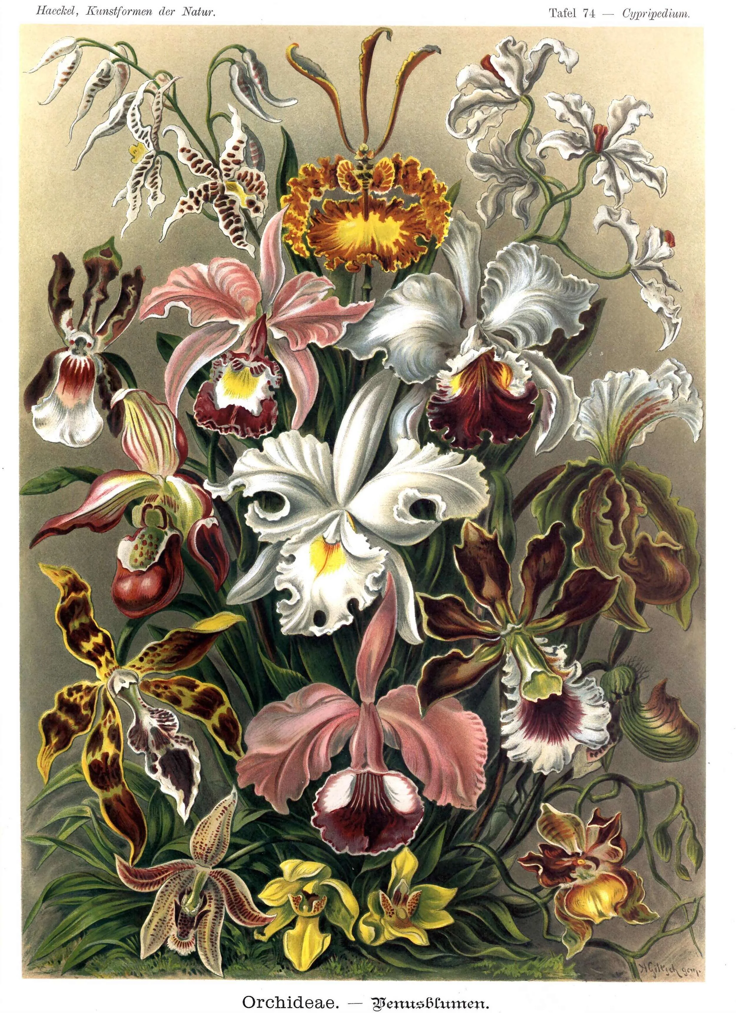 Haeckel_Kunstformen_Page_253.jpg