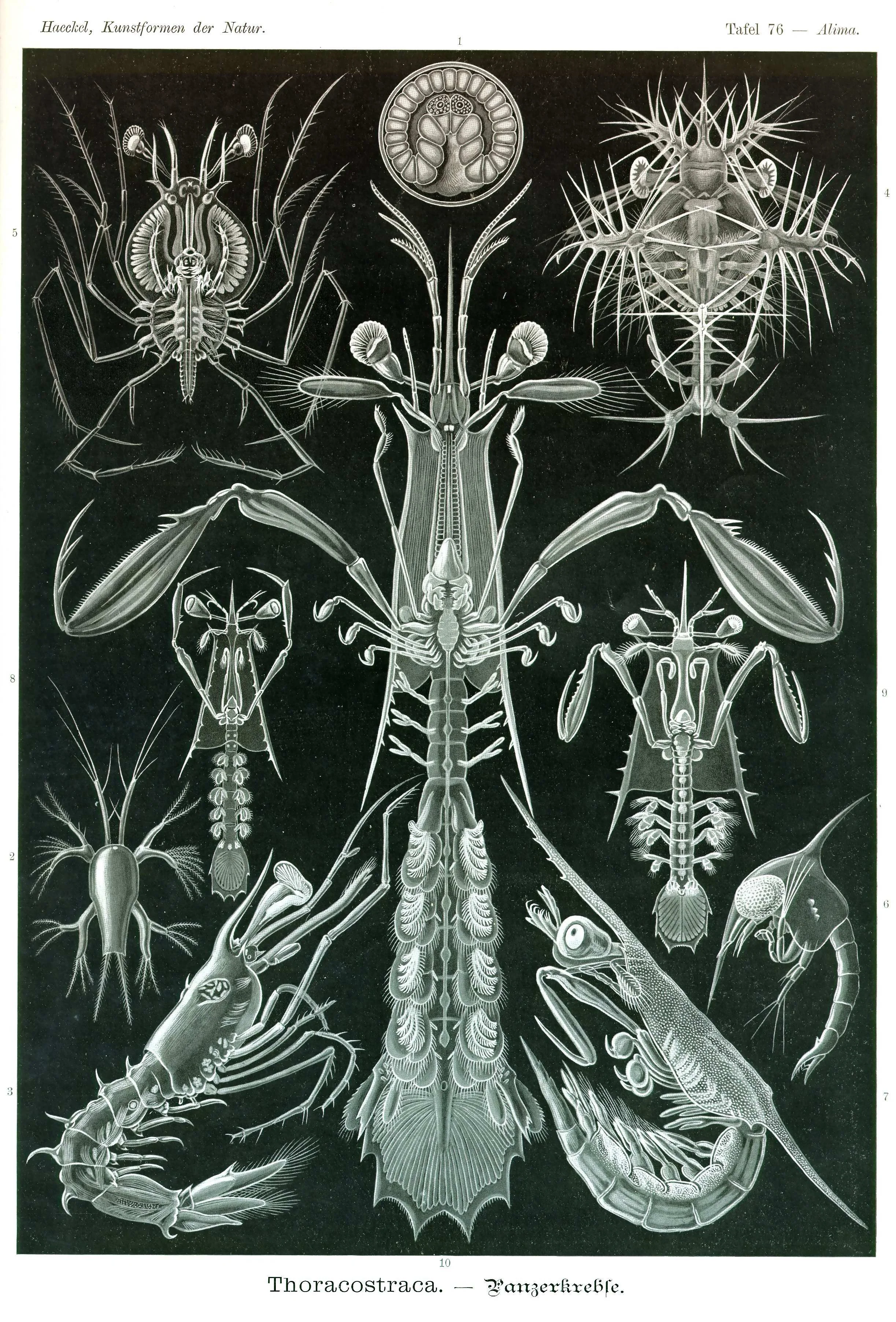 Haeckel_Kunstformen_Page_261.jpg