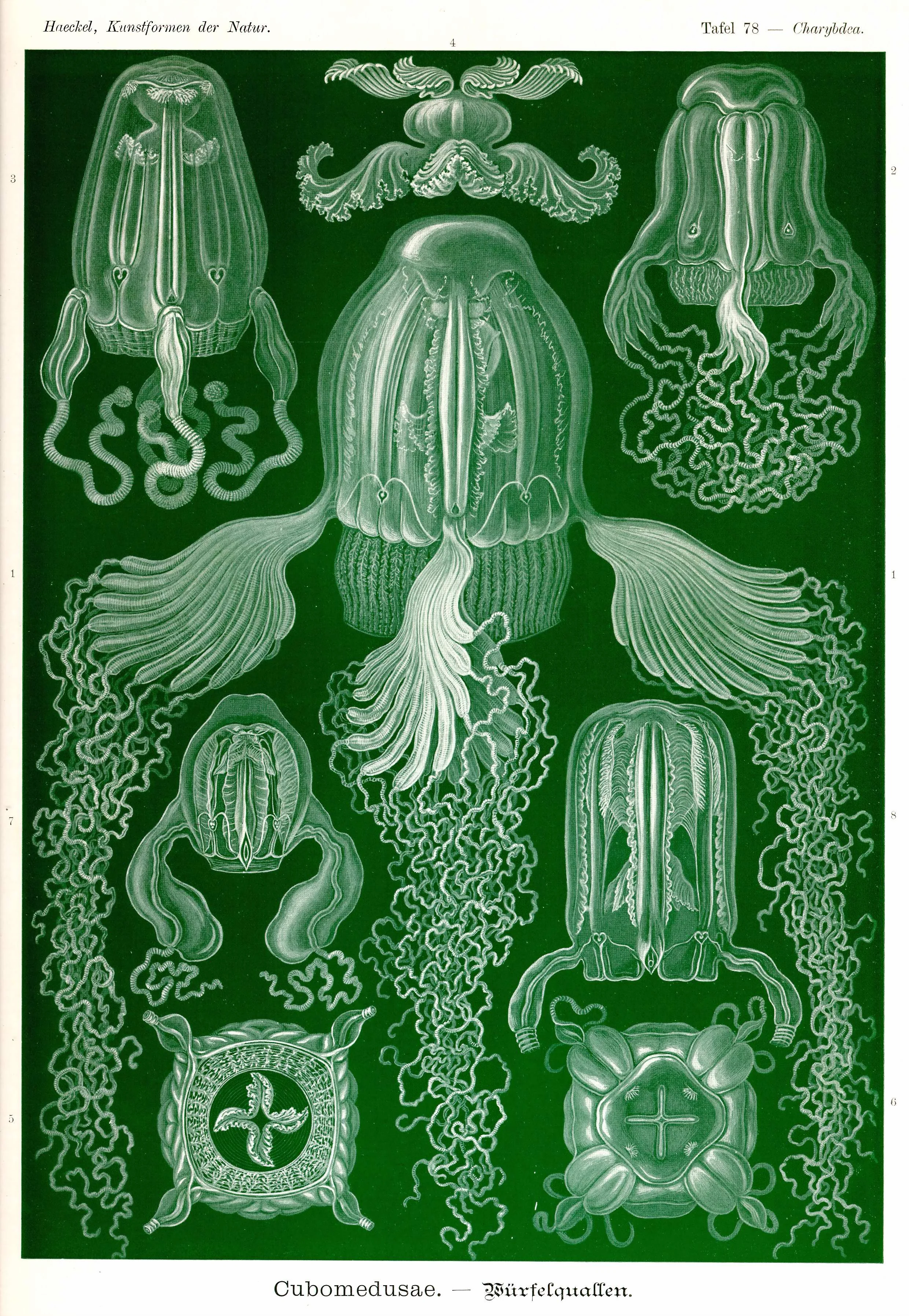 Haeckel_Kunstformen_Page_267.jpg