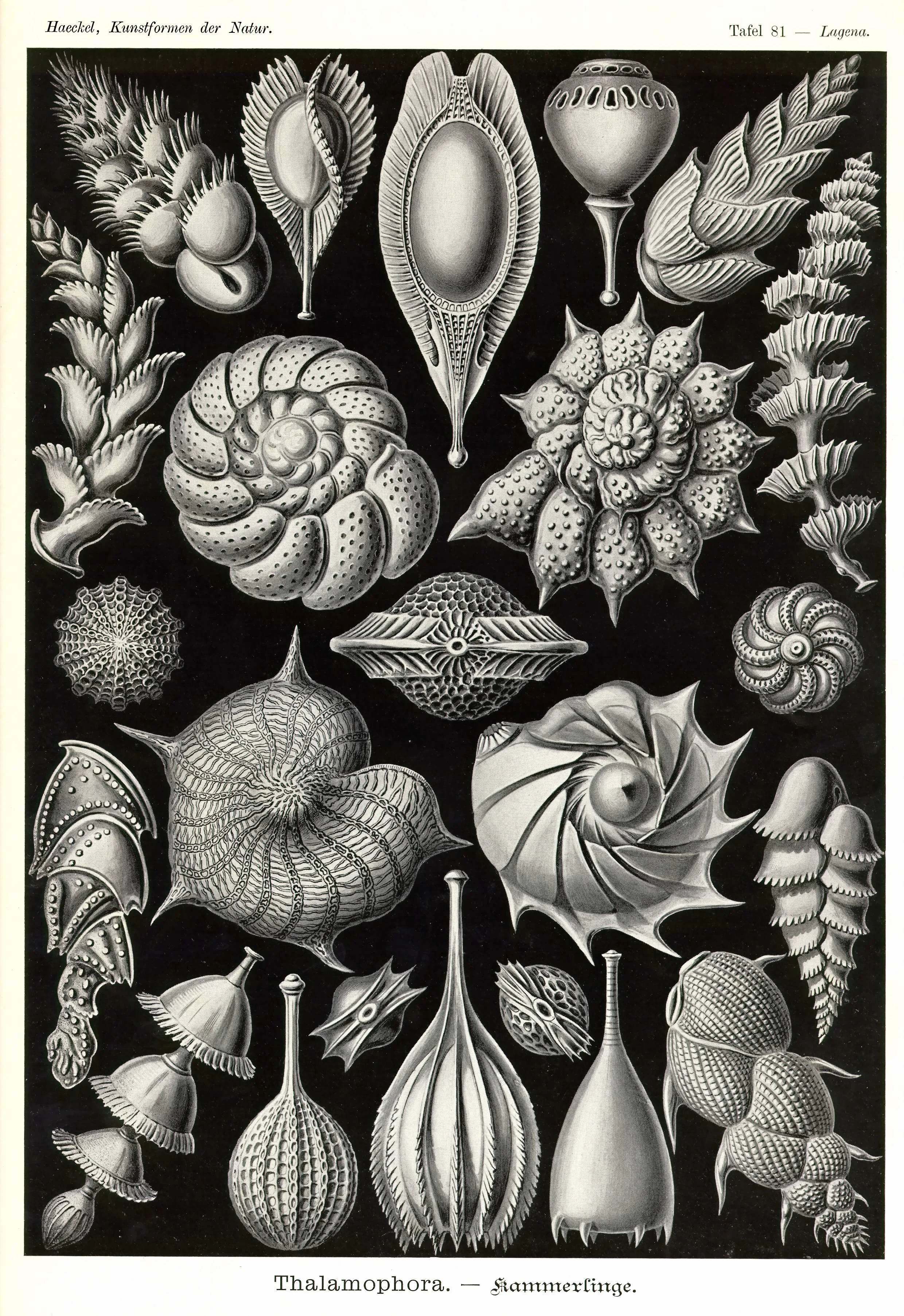 Haeckel_Kunstformen_Page_277.jpg
