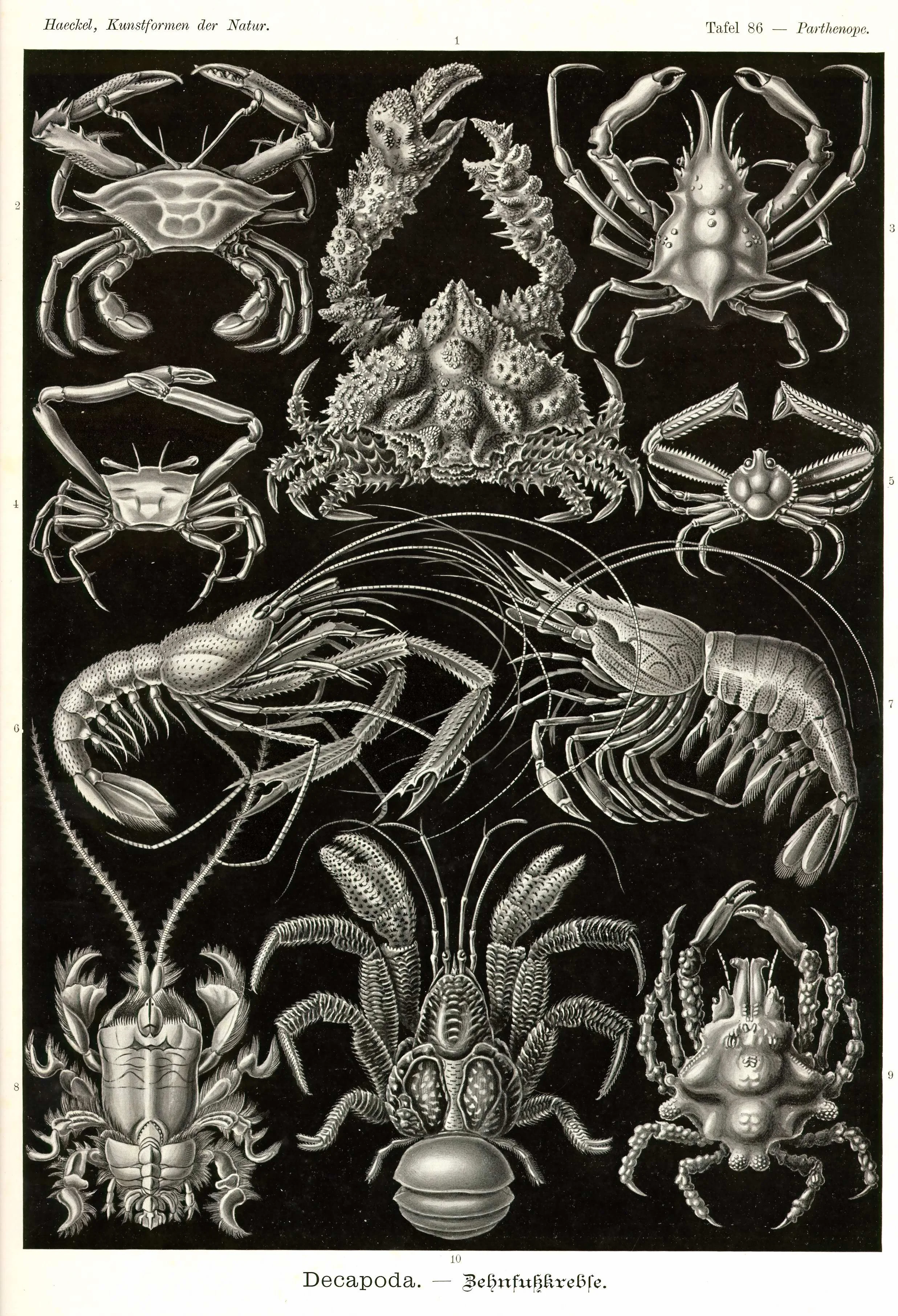 Haeckel_Kunstformen_Page_296.jpg