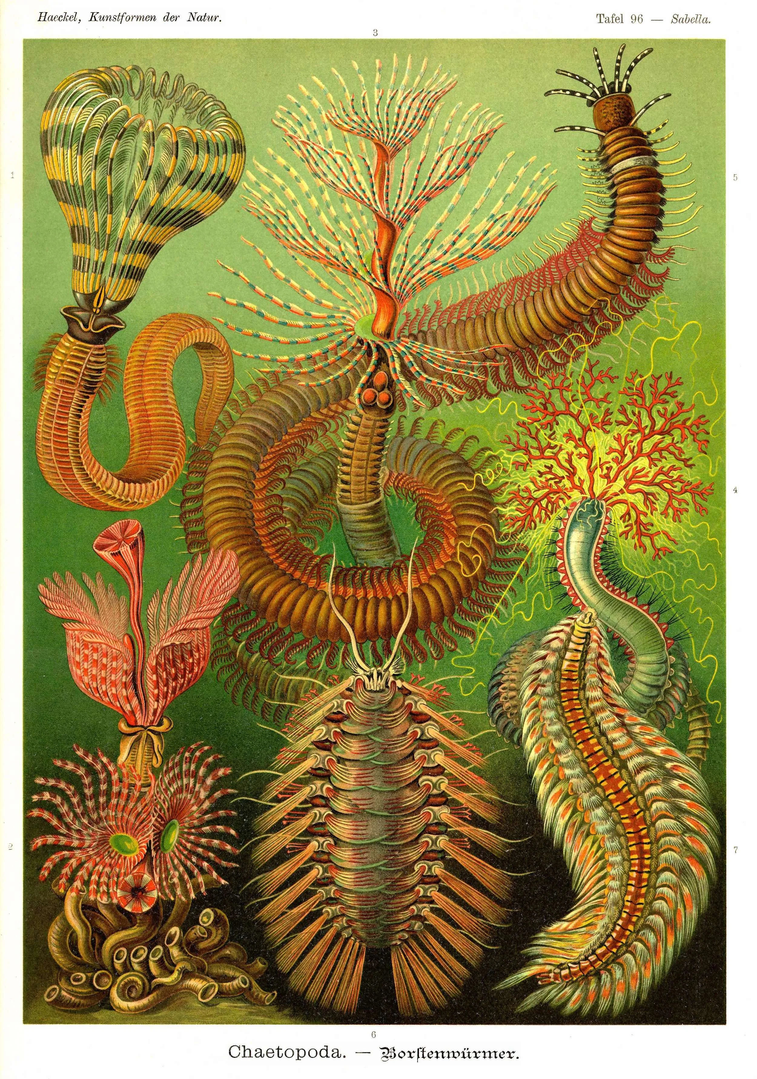 Haeckel_Kunstformen_Page_331.jpg