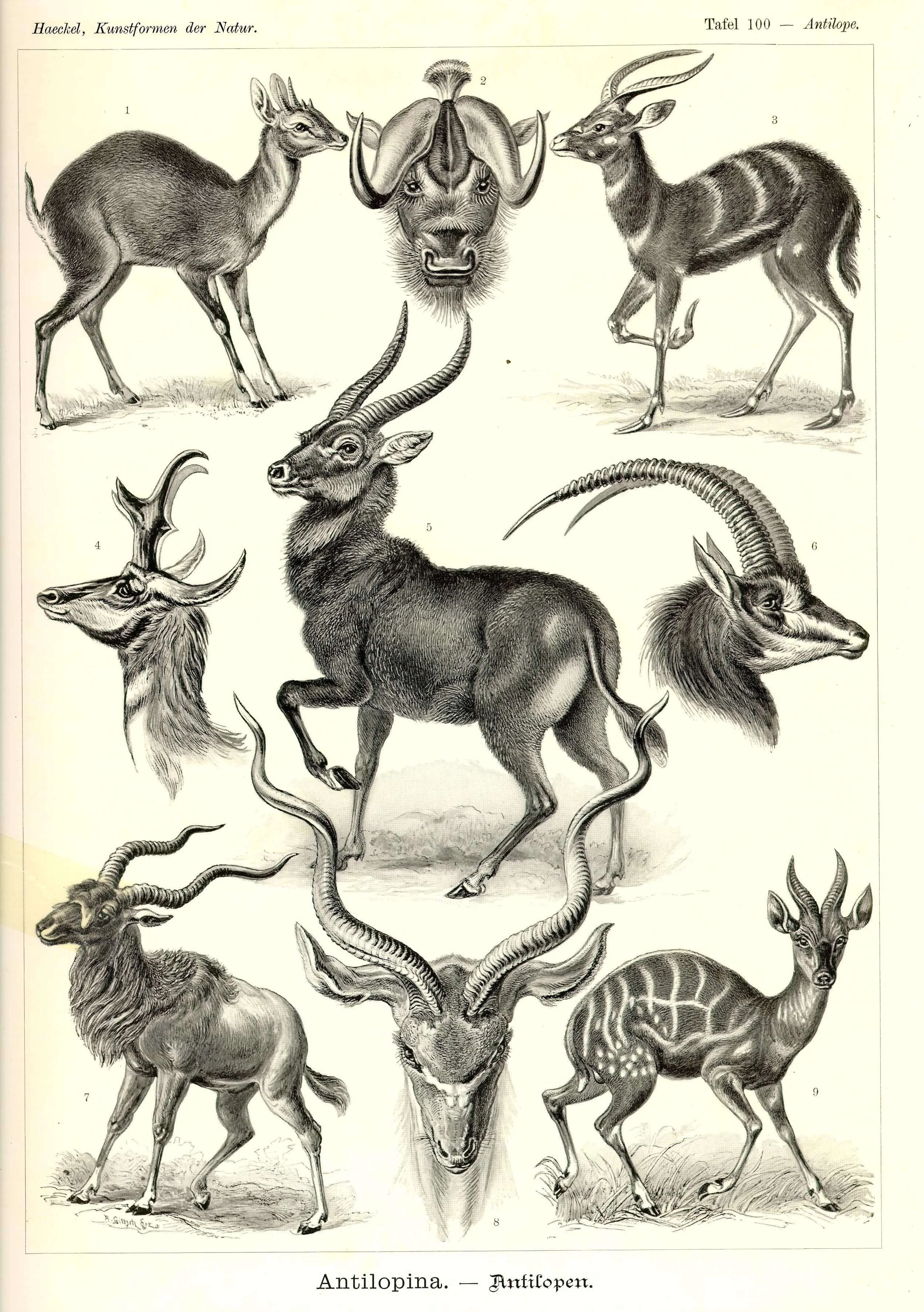 Haeckel_Kunstformen_Page_344.jpg