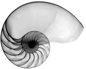 nautilus.jpg
