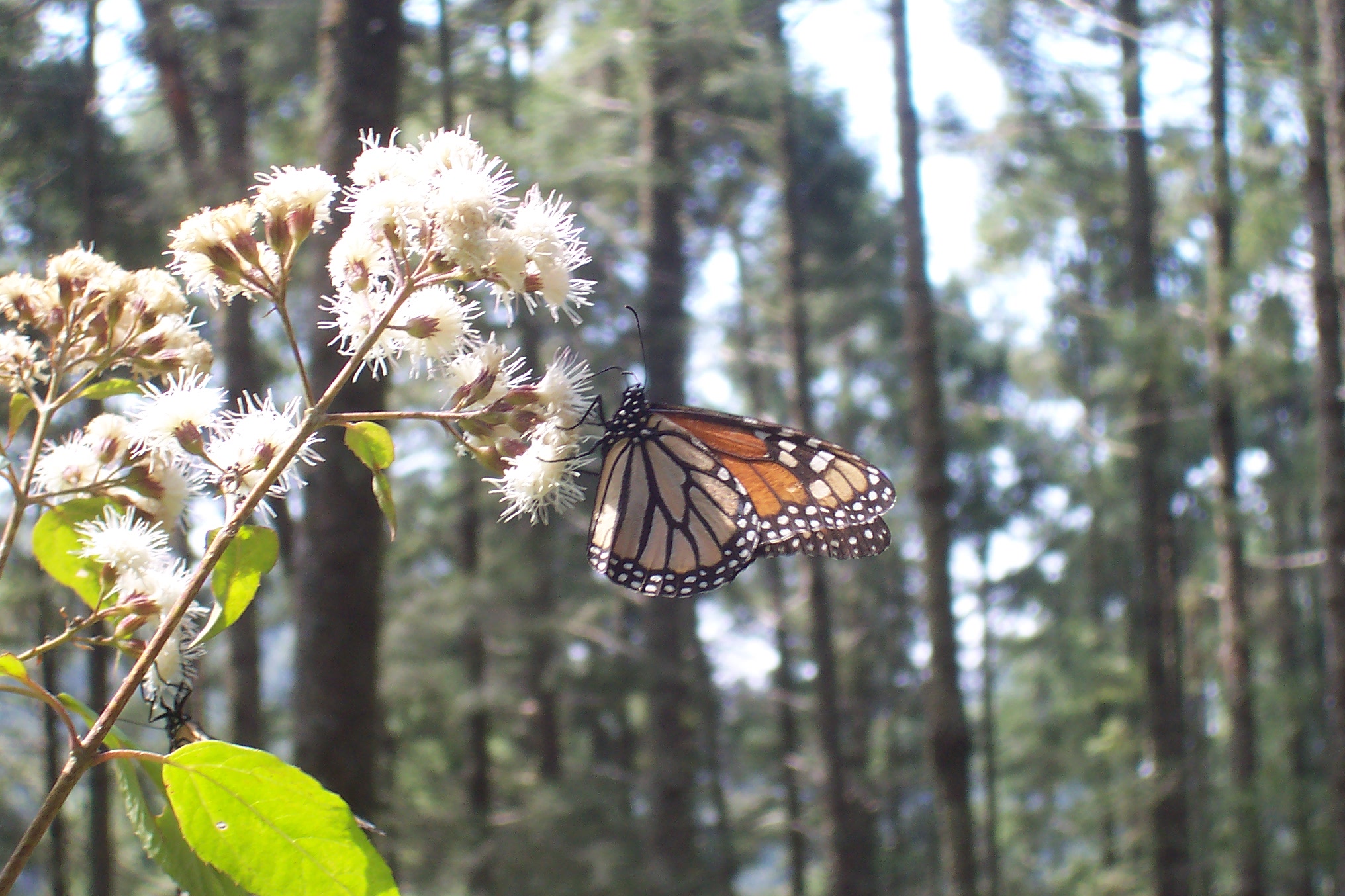 Travel Adventures: Mexico - Marvelous Monarch Migration with Joan & Mark Wierzba
