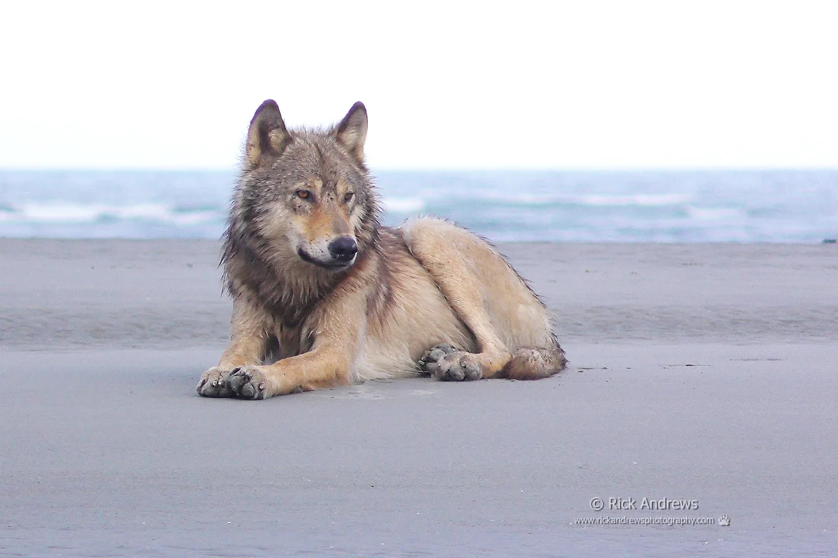 Travel Adventures: Sea Wolves of British Columbia with Rick Andrews