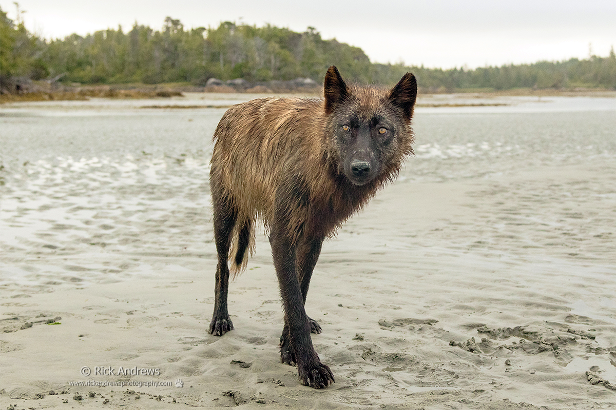 CoastalWolf-7741L.jpg
