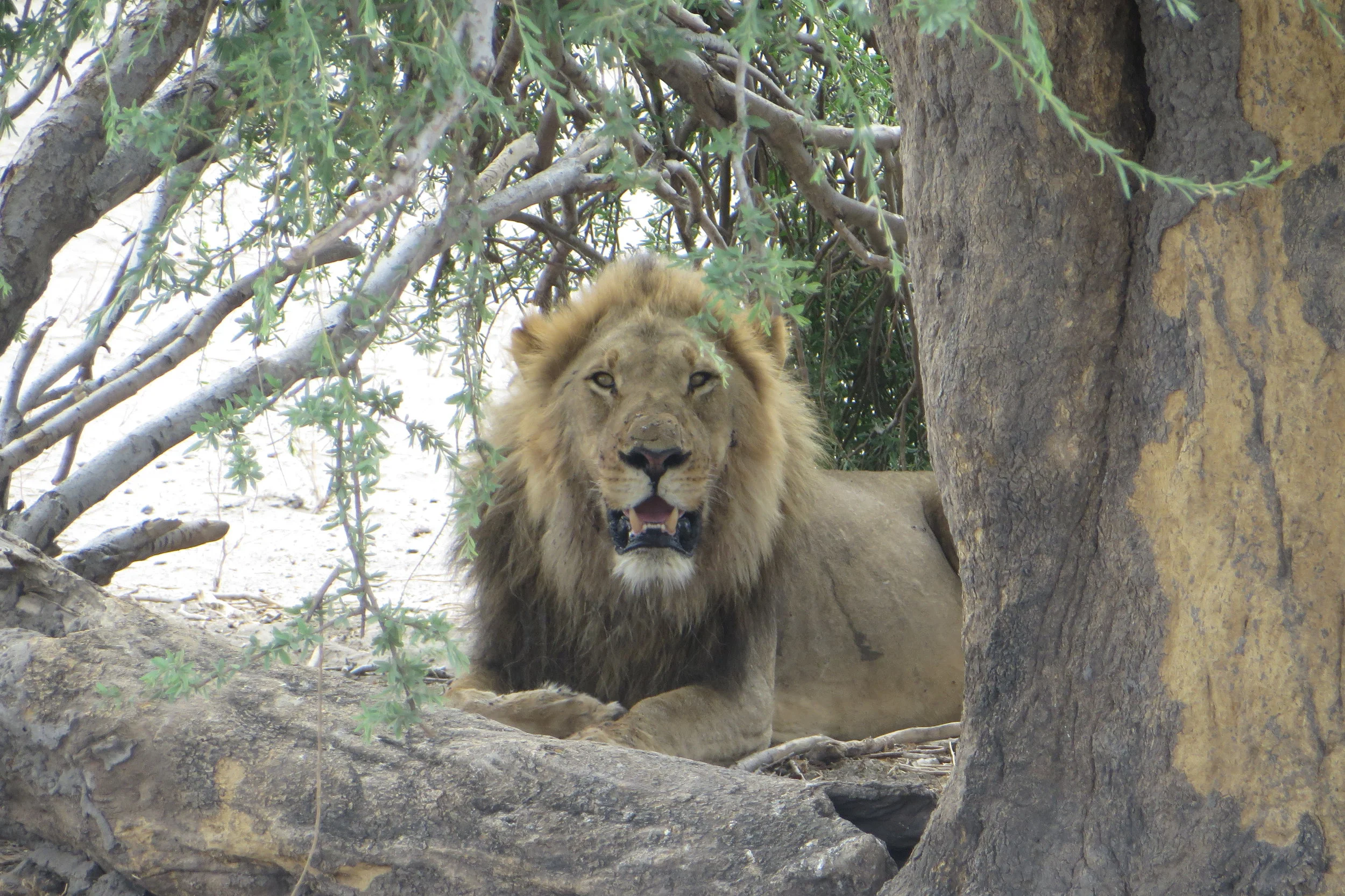 Travel Adventures: Botswana Safari with Joanna Fraser