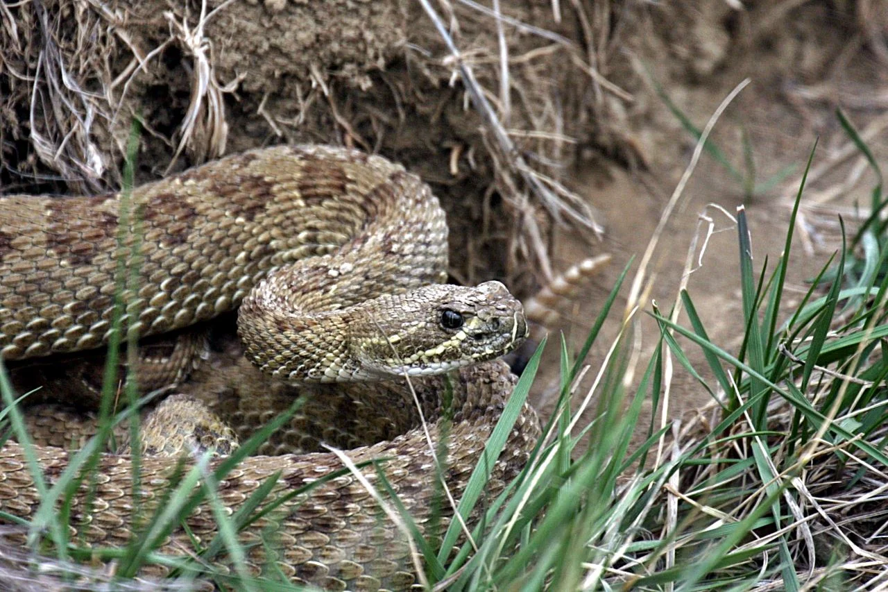 Rattlesnake coiled in hole (Ken Moore).jpg