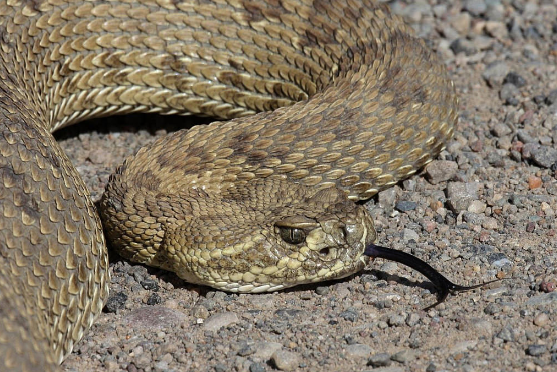 Rattlesnake (Ken Moore).jpg