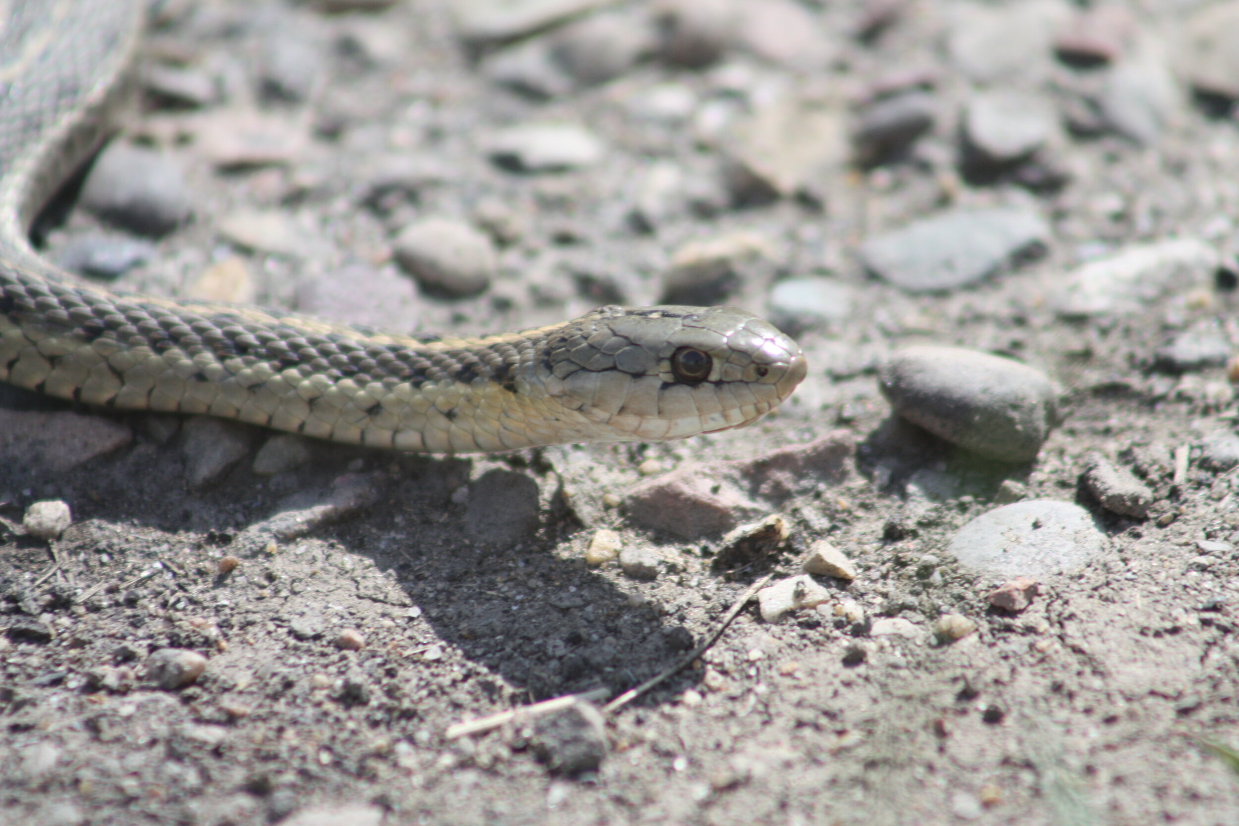 'Living with Snakes' Live&nbsp;Q&amp;A with Ken Moore