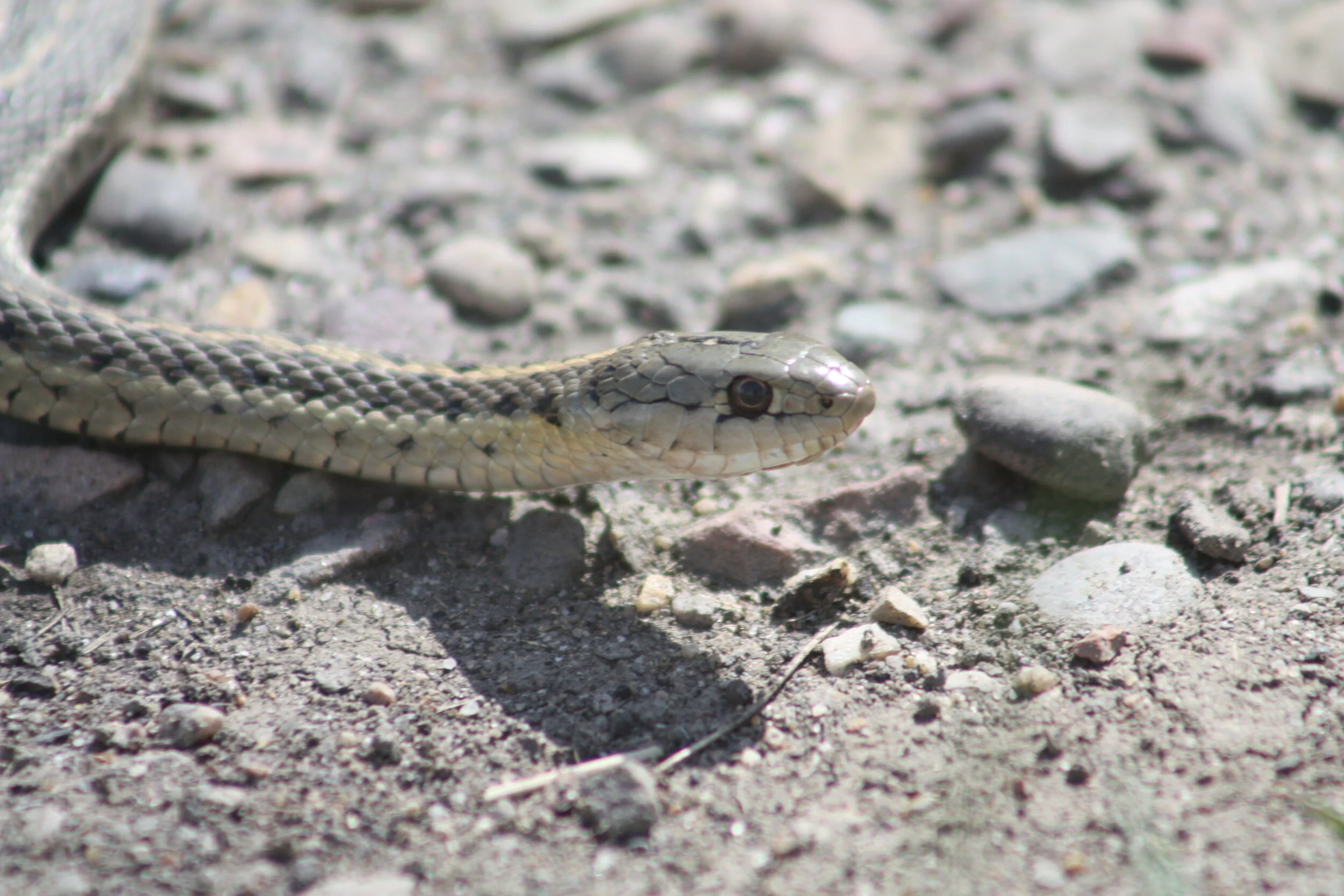 Wandering Garter Snake