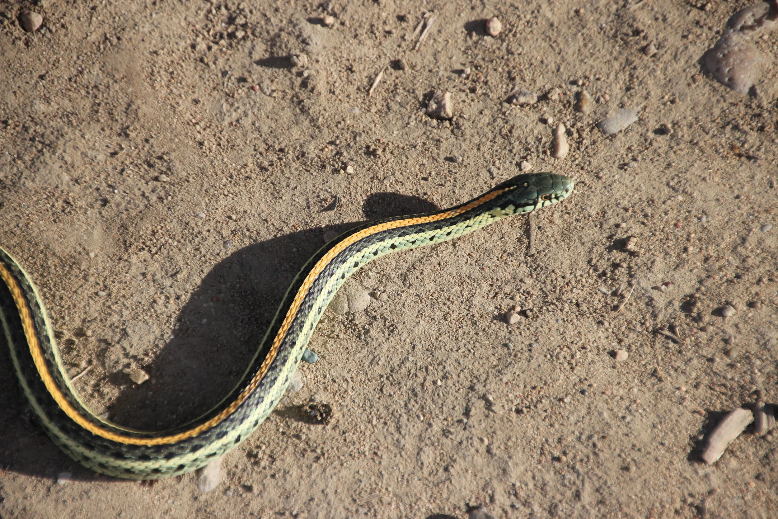 Plains Garter Snake