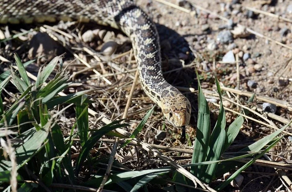 Ask a Naturalist - Living with Snakes - Live Q&amp;A with Ken Moore 