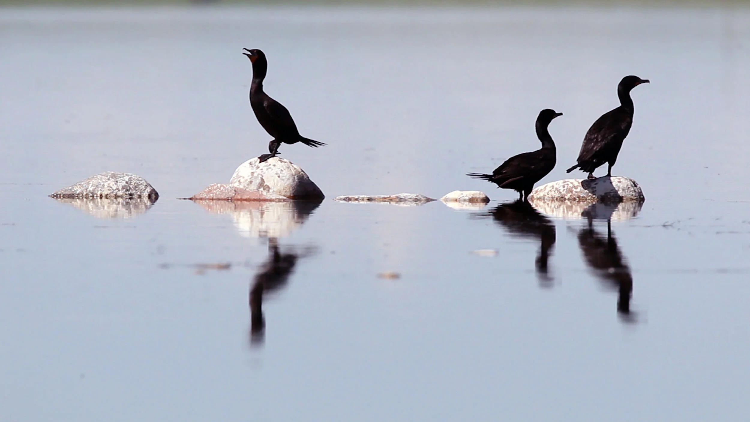 'Avian Summer' by Rick Andrews at the Nature Centre