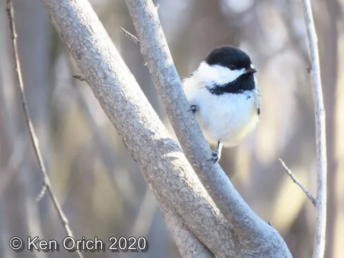 Christmas Bird Count 2020 Results