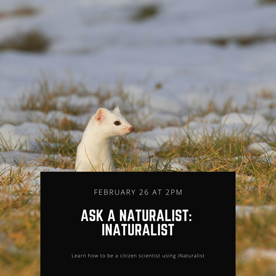 Ask a Naturalist - iNaturalist - Live Q&A with Dorothy Graham