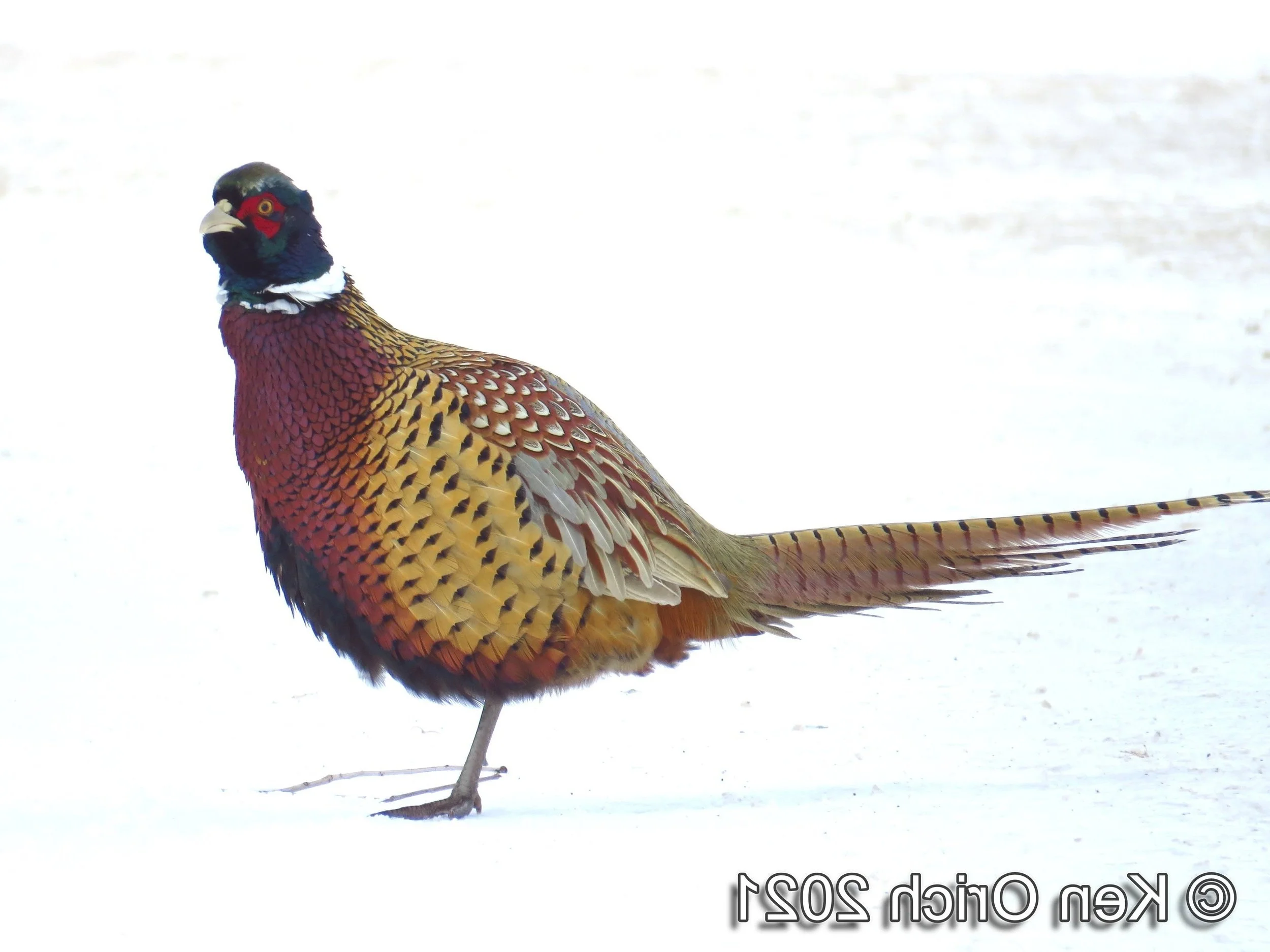 Ask a Naturalist - Christmas Bird Count with Ken Orich