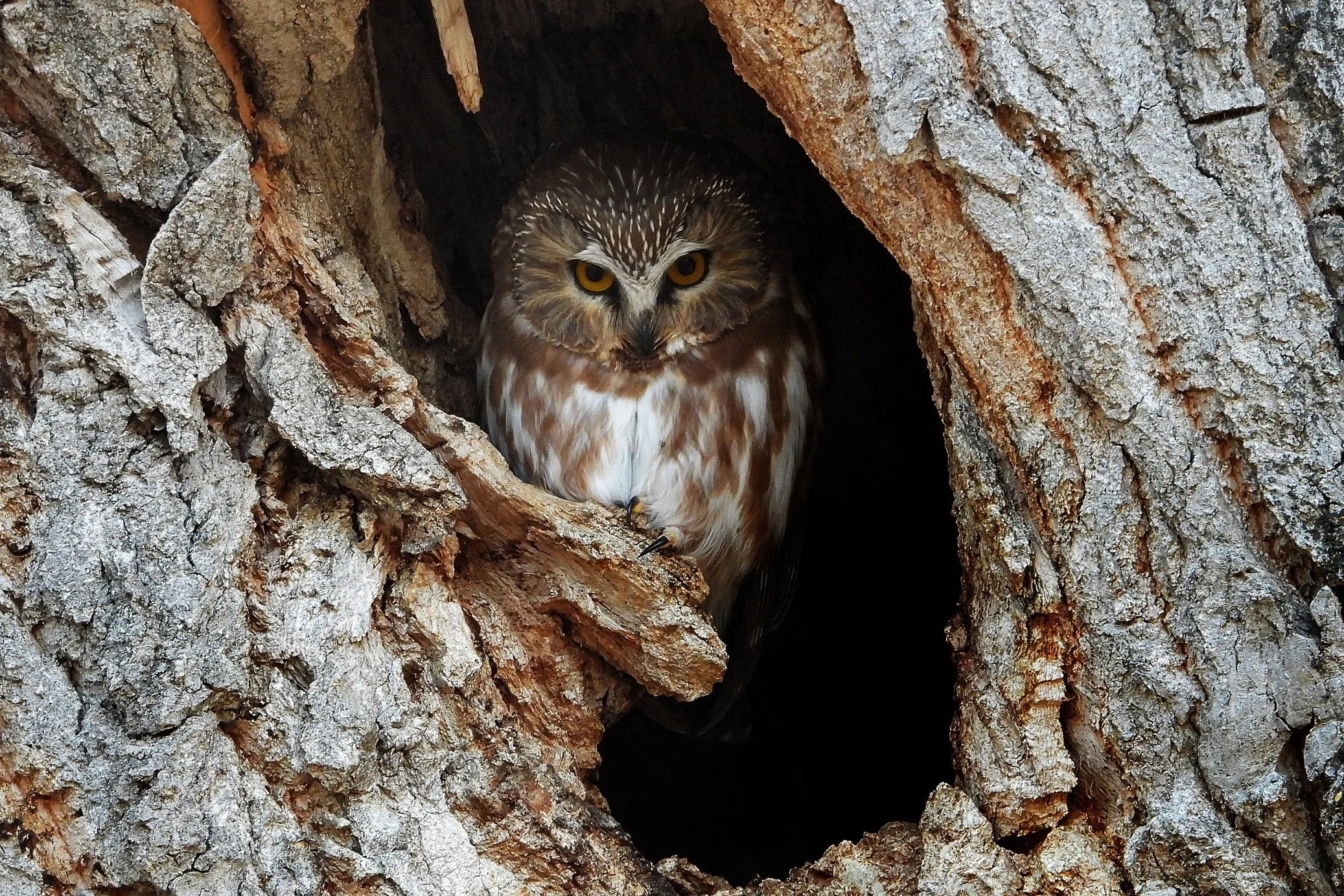 We now accept Cryptocurrency Donations! 