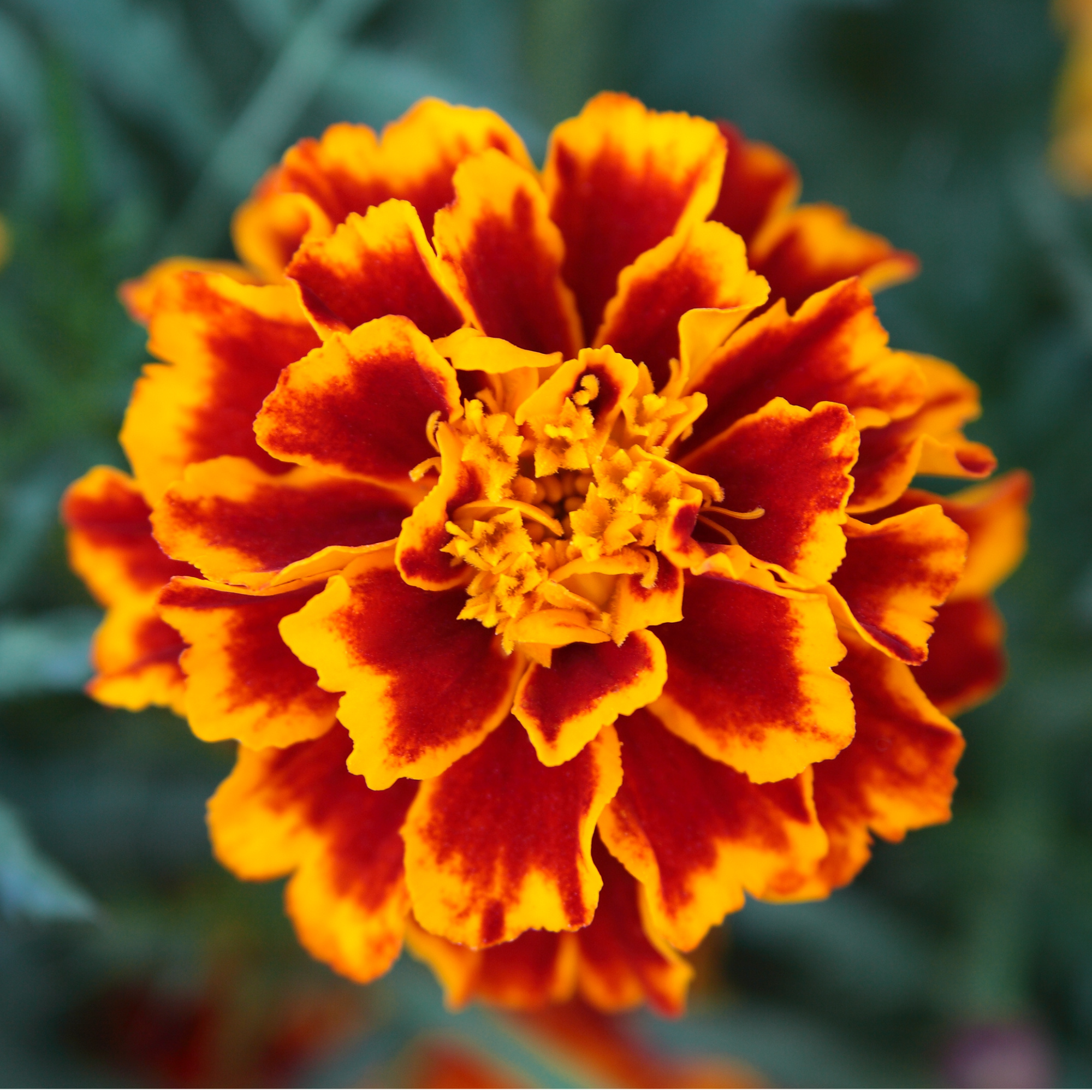 Pollinator Cafe Plant Guide — Friends of Helen Schuler Nature Centre ...