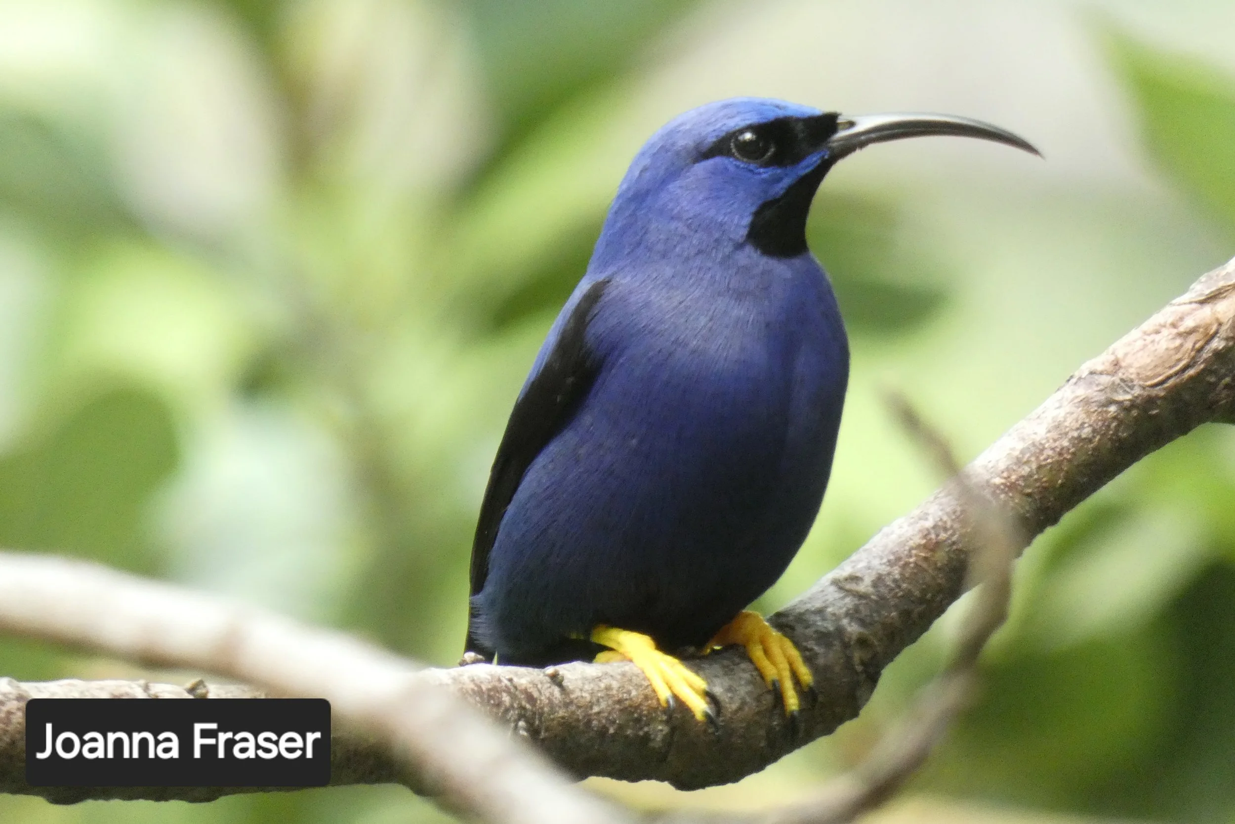 Travel Adventures: A Novice Birder in Trinidad and Tobago with Joanna Fraser