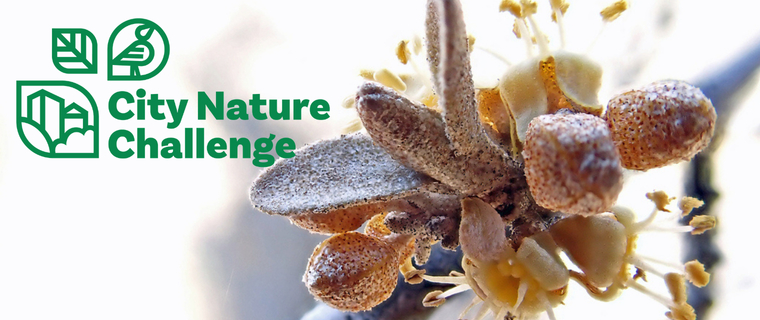 City Nature Challenge 2026: Lethbridge