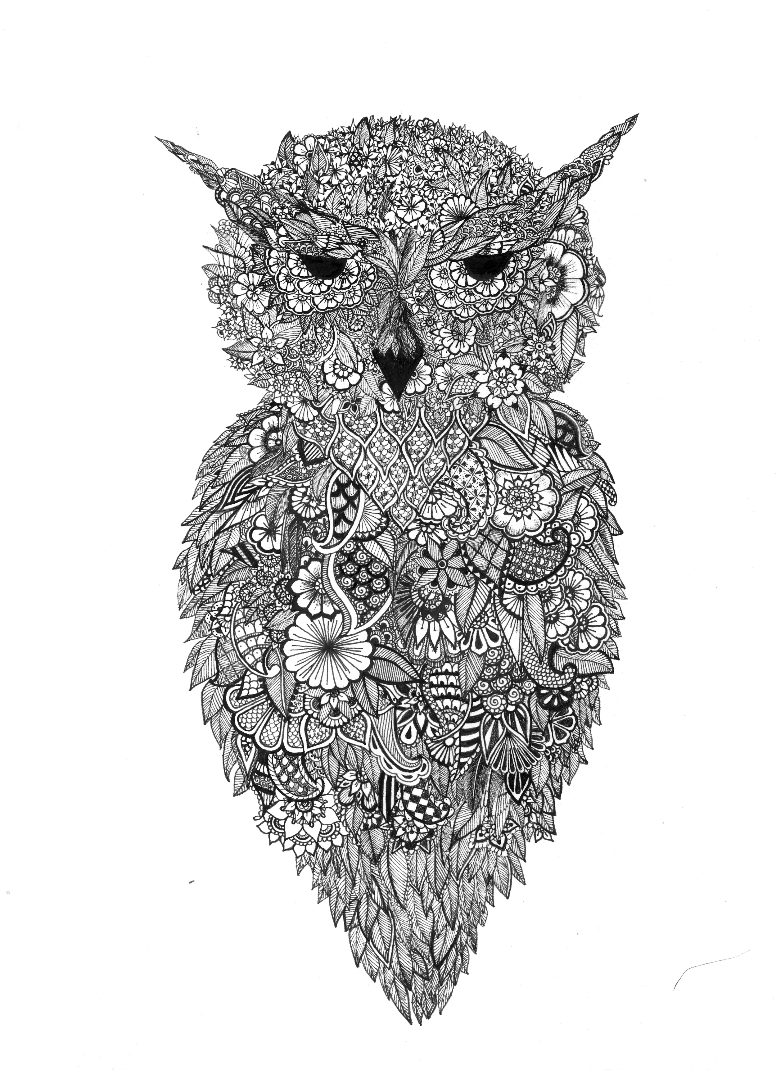 owl
