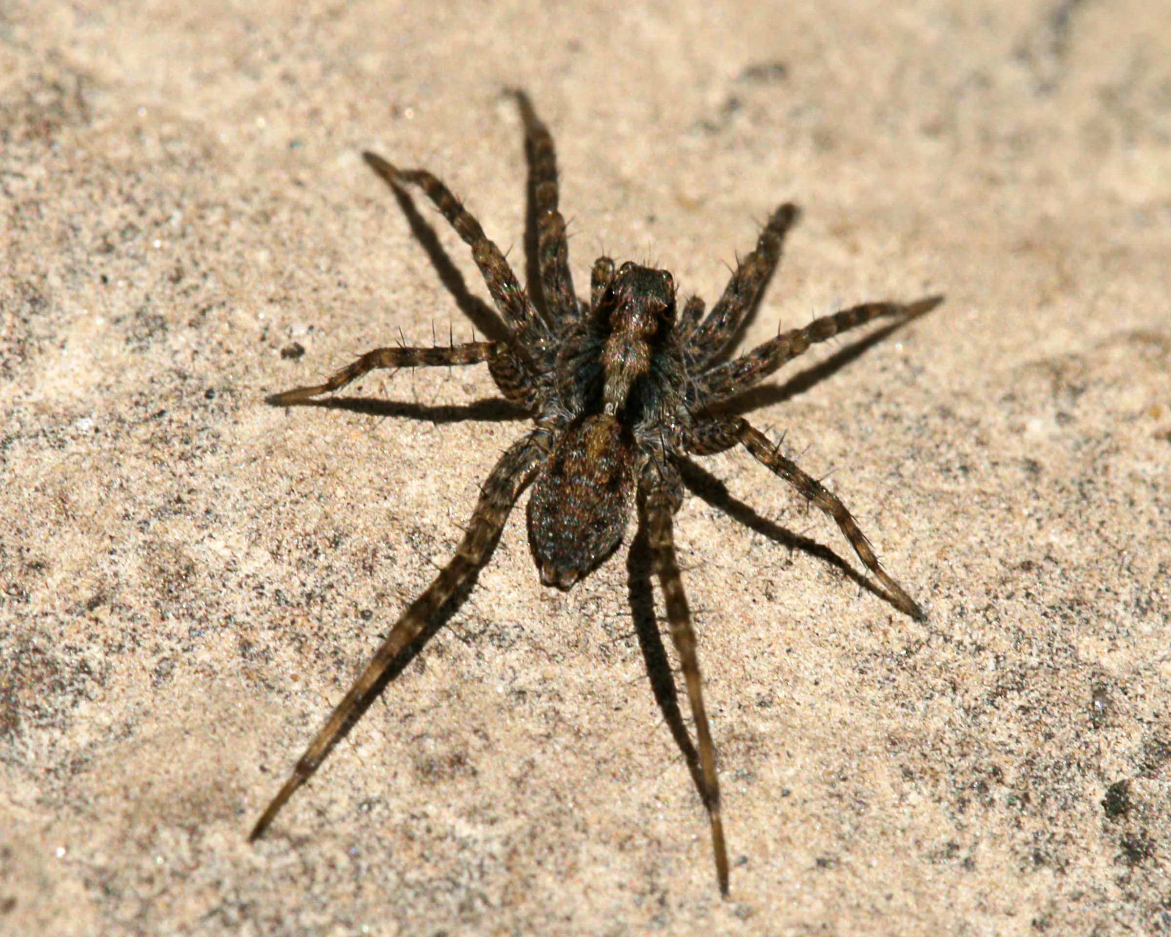 Insect ID — Kenney's Pest Control