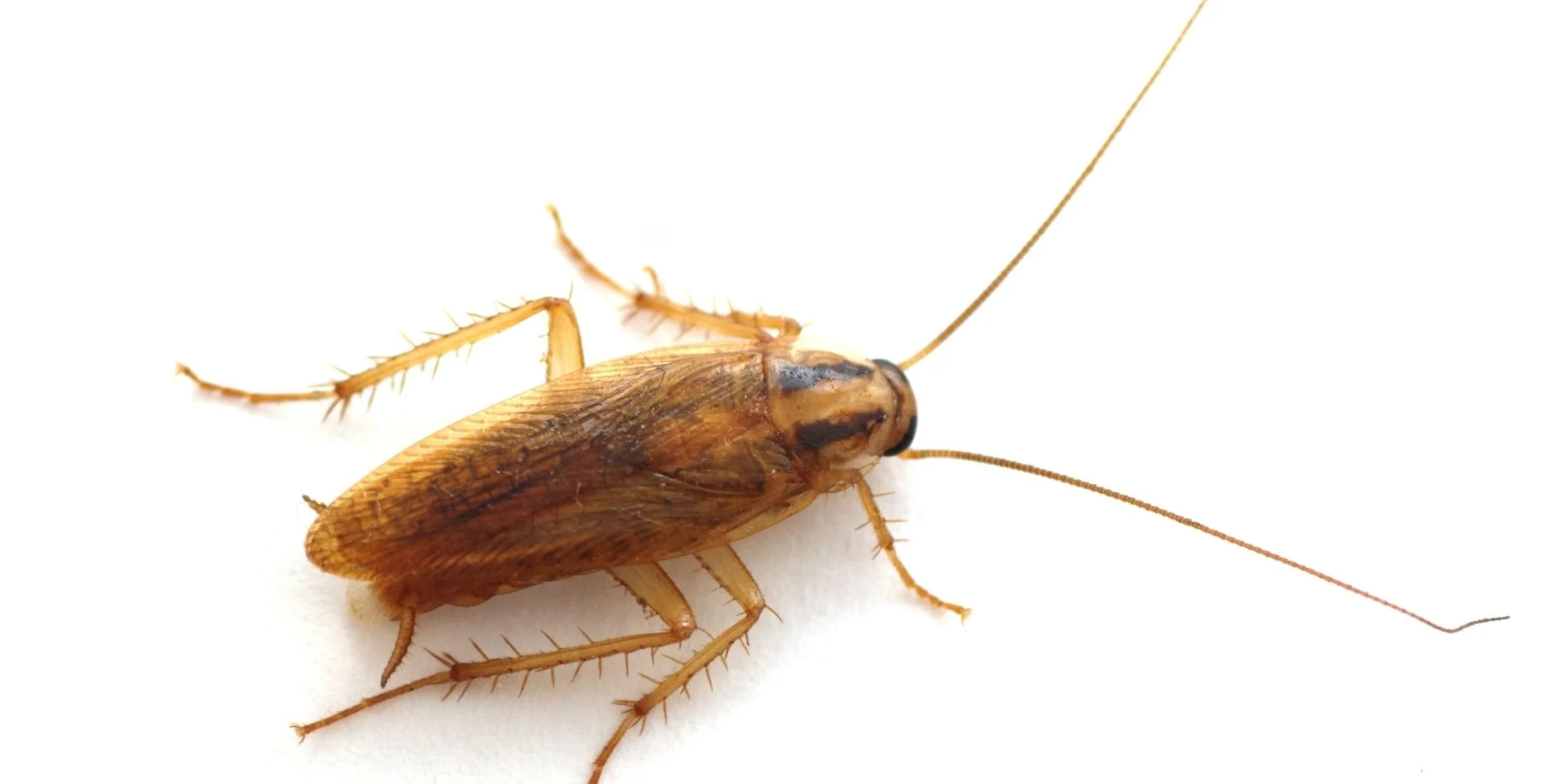 Insect ID — Kenney's Pest Control