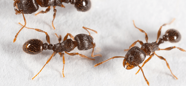 pavement-ants-.png