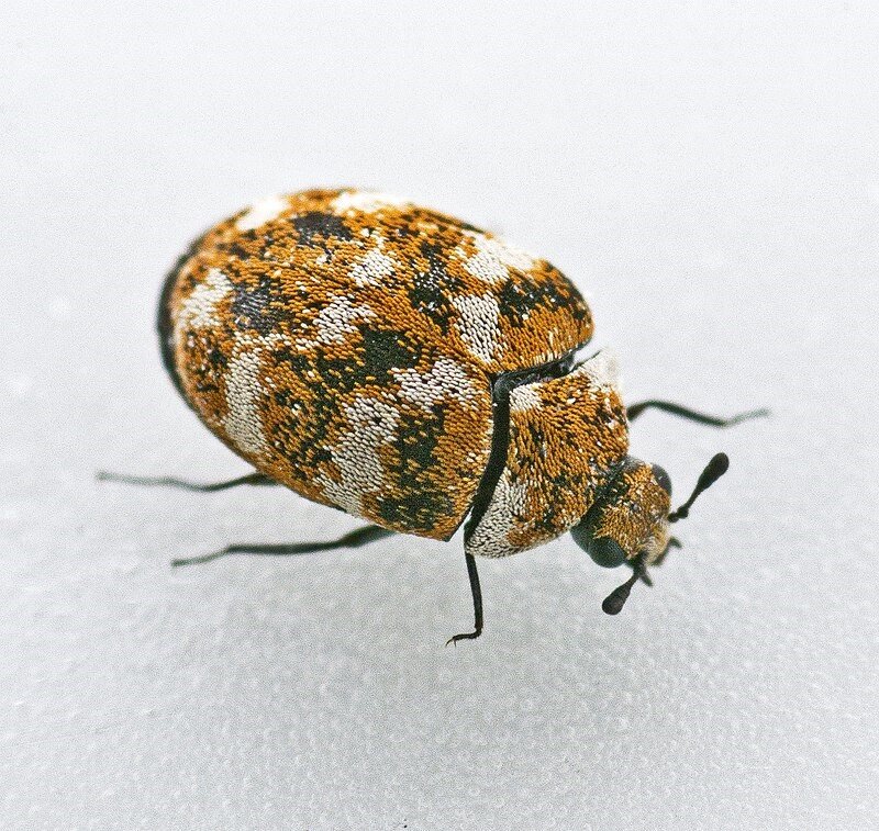 varied carpet-beetle.jpg