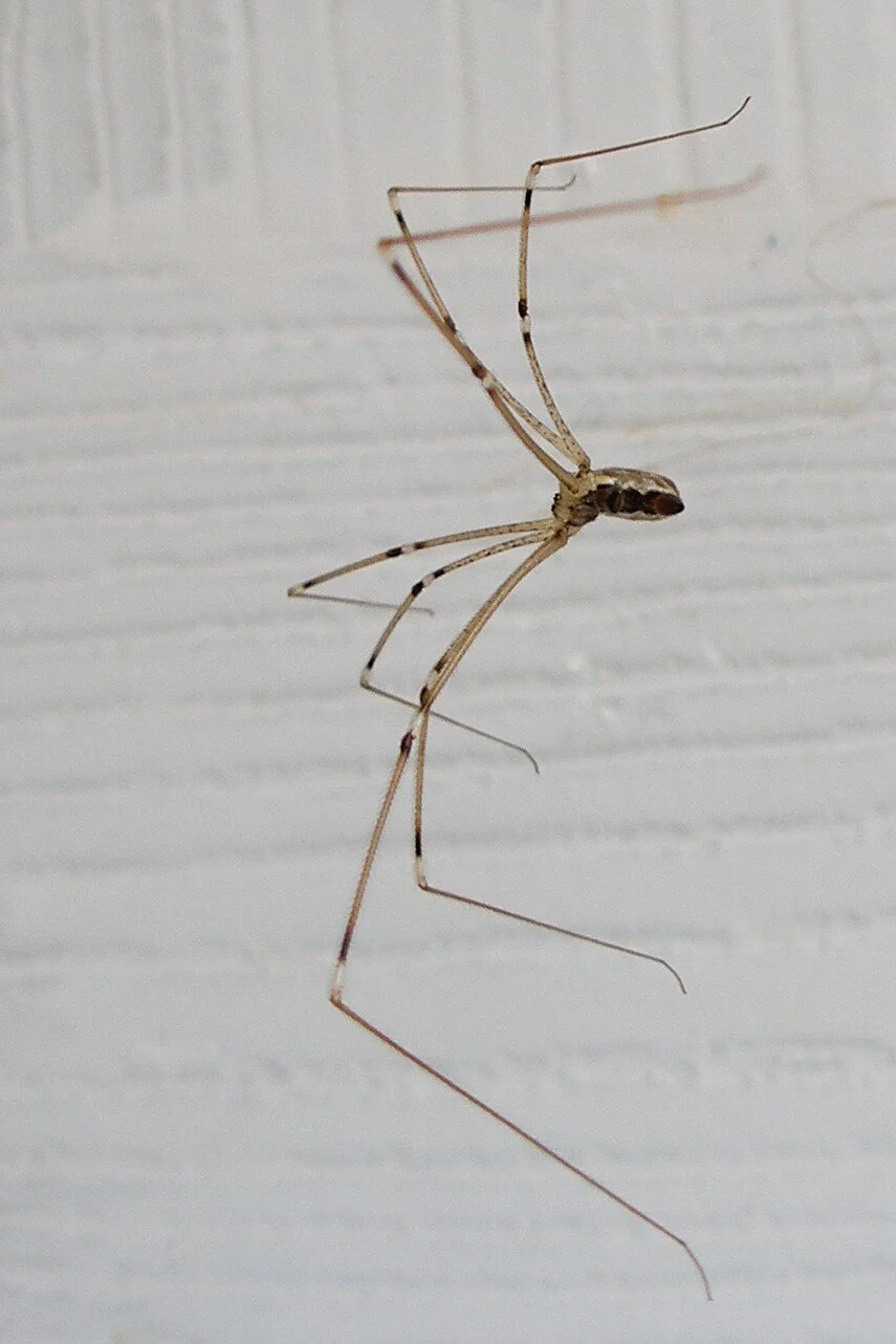 Insect ID — Kenney's Pest Control