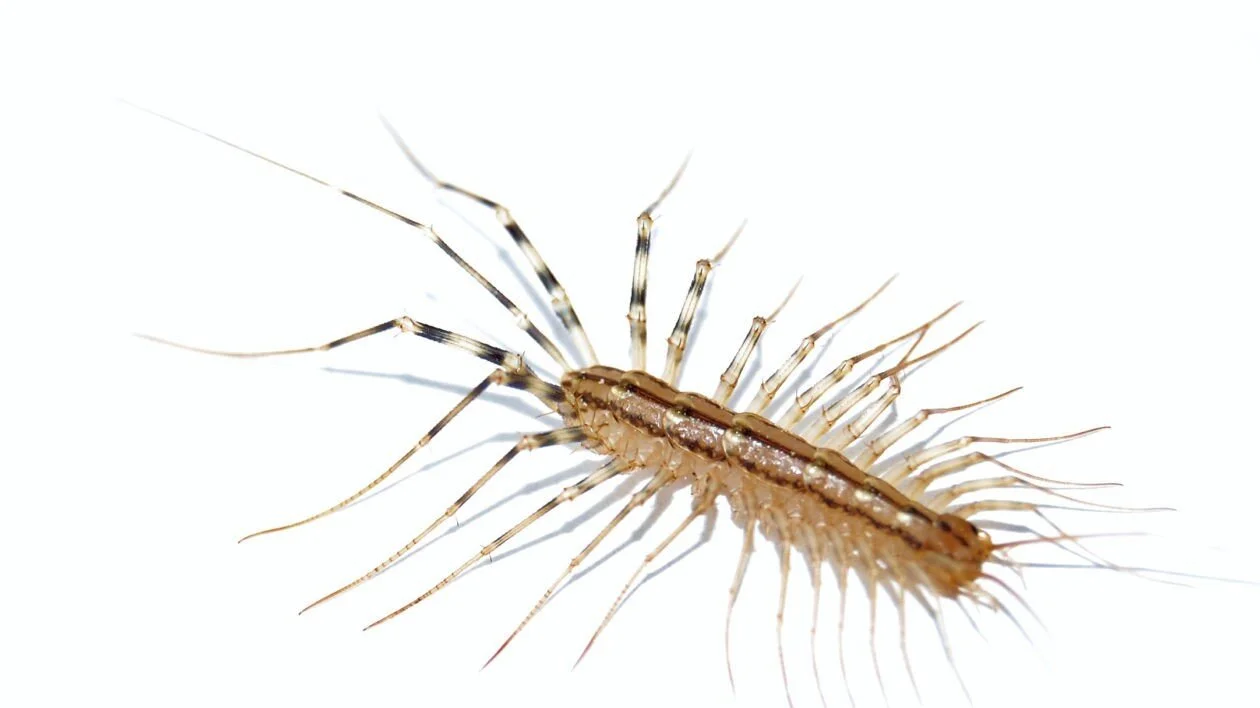 Insect ID — Kenney's Pest Control