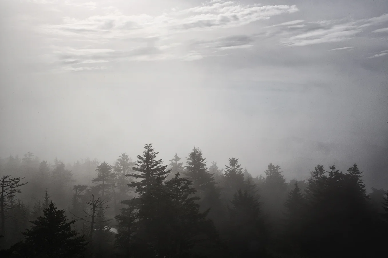 Tree_Mountain copy.jpg