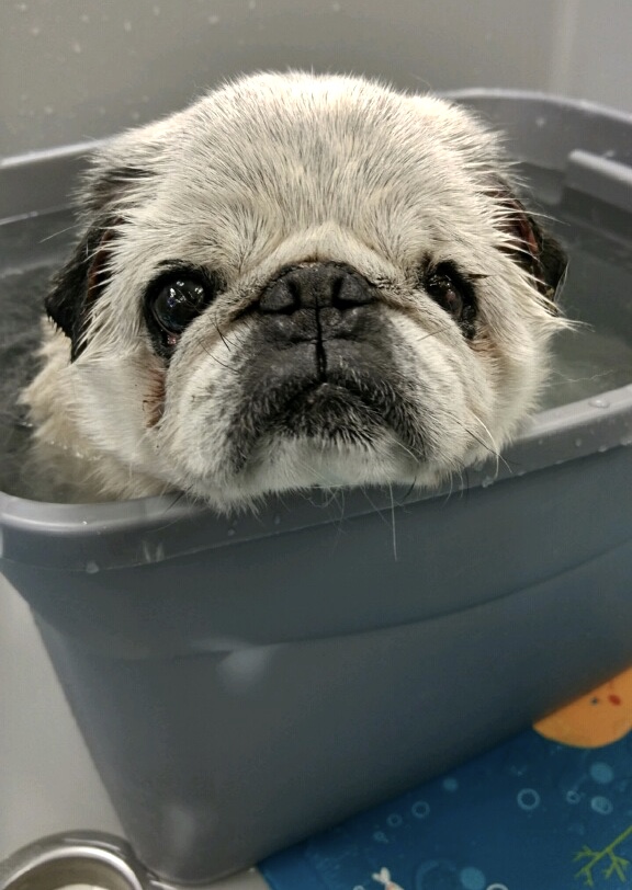 "Spa" Treatment at All Paws in Hillsdale, Oregon