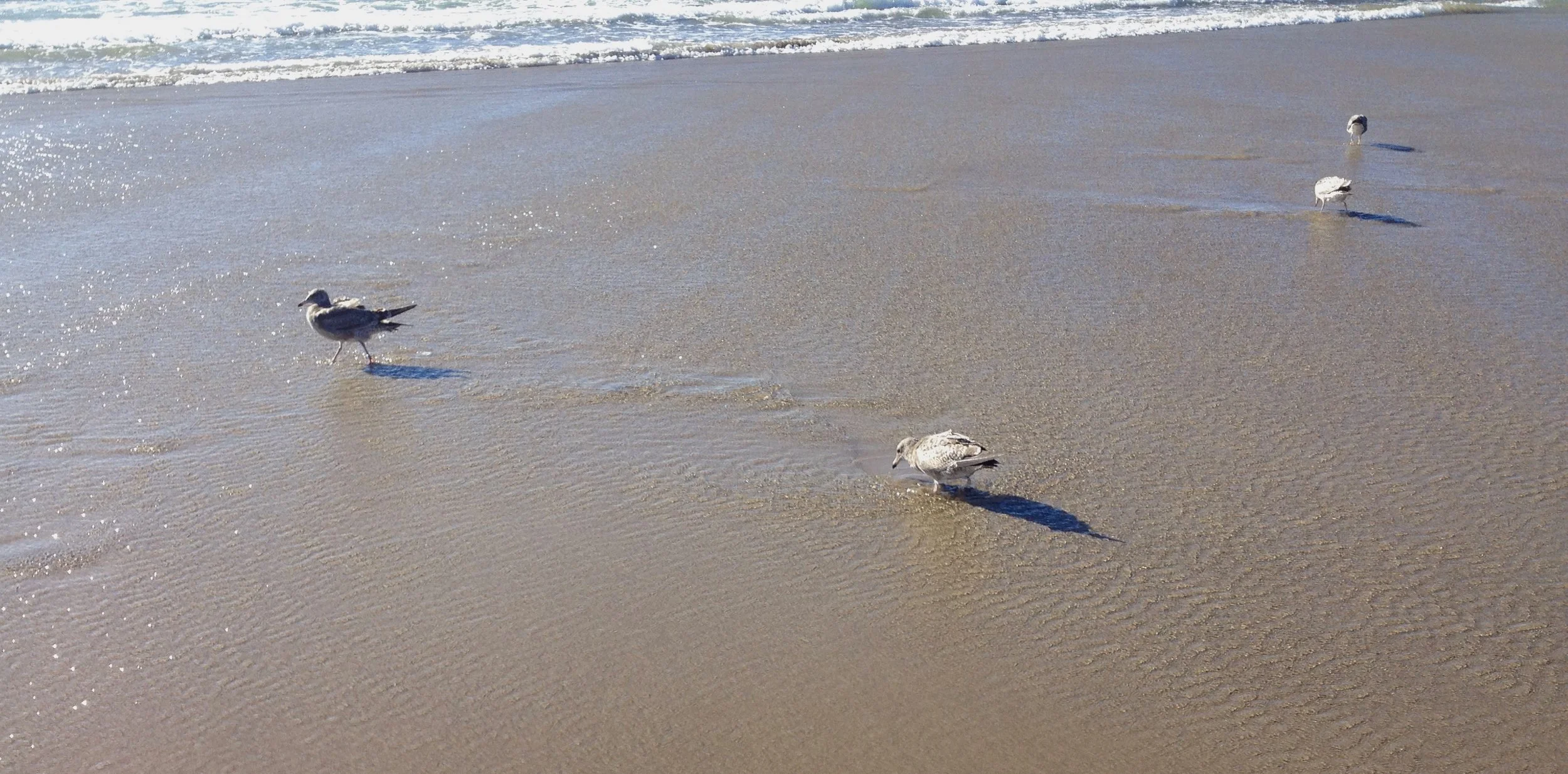 Dancing gulls, Manzanita, Oregon