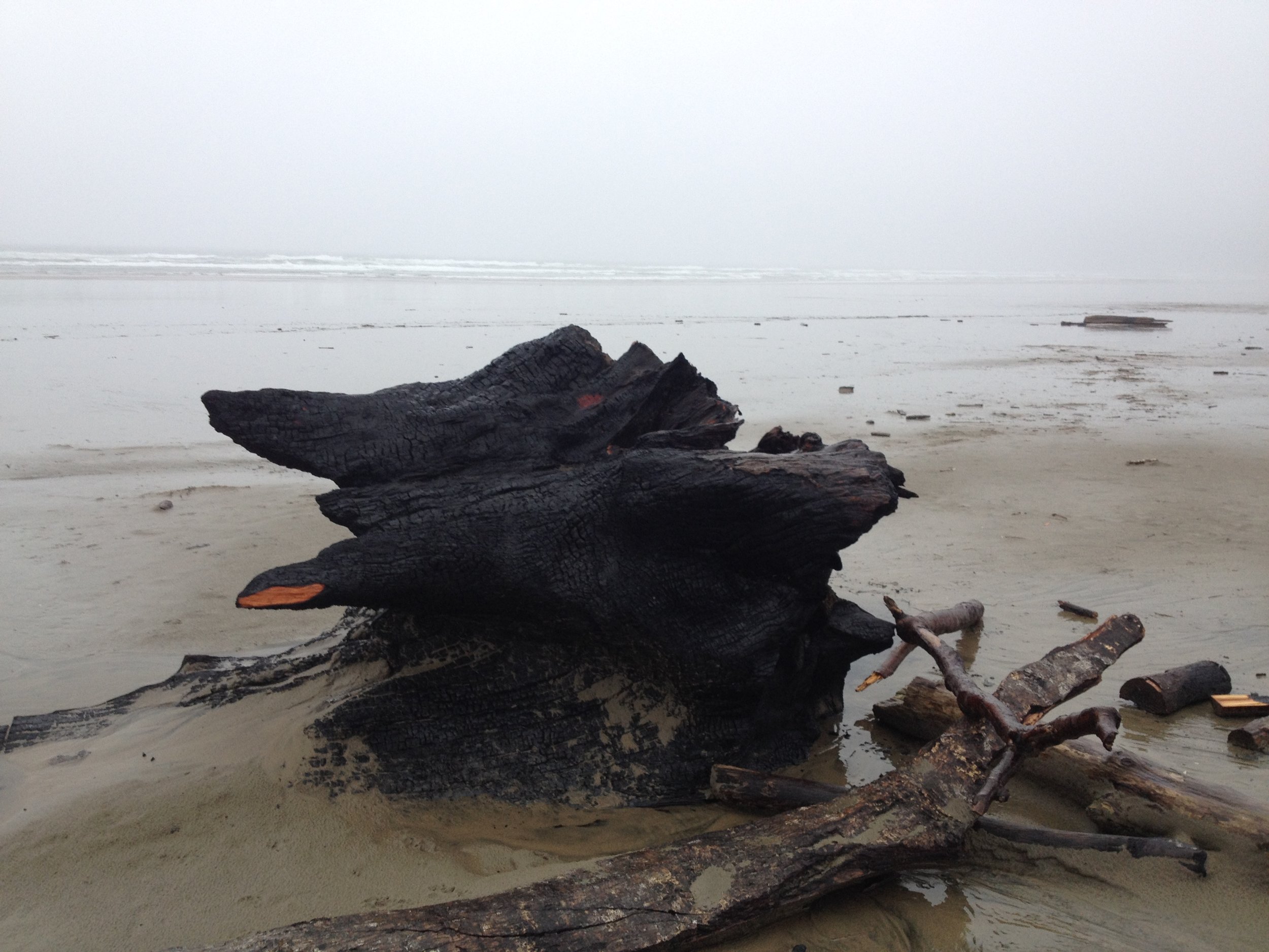 Charred stump, Manzanita, Oregon April 2017