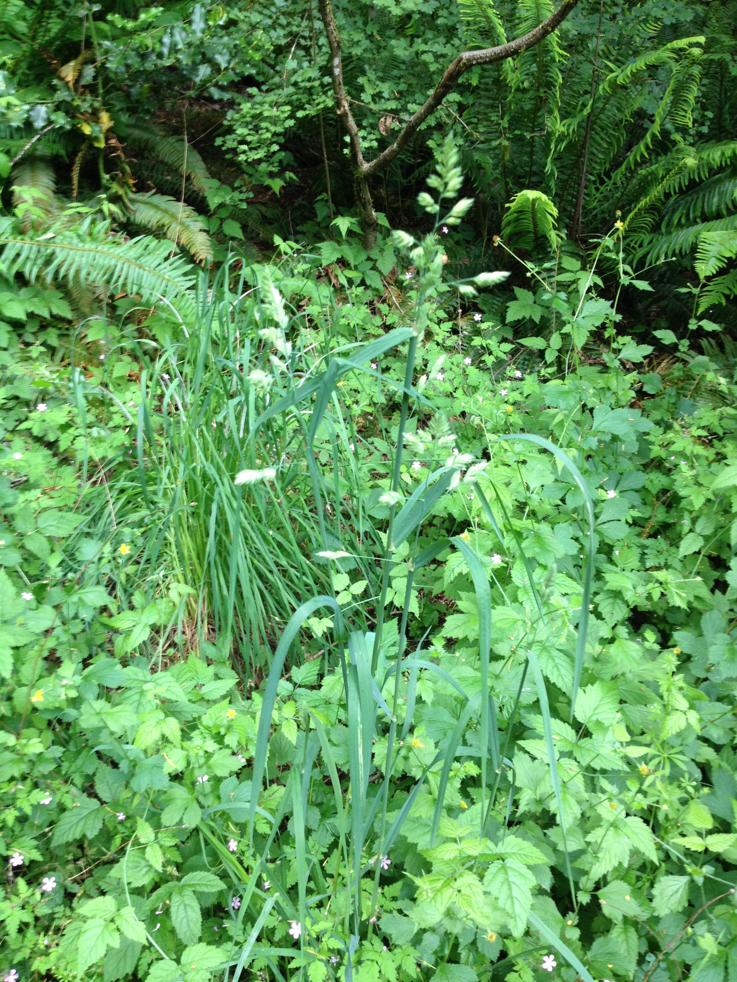 Down the trail, soaking in lush greens at their finest.