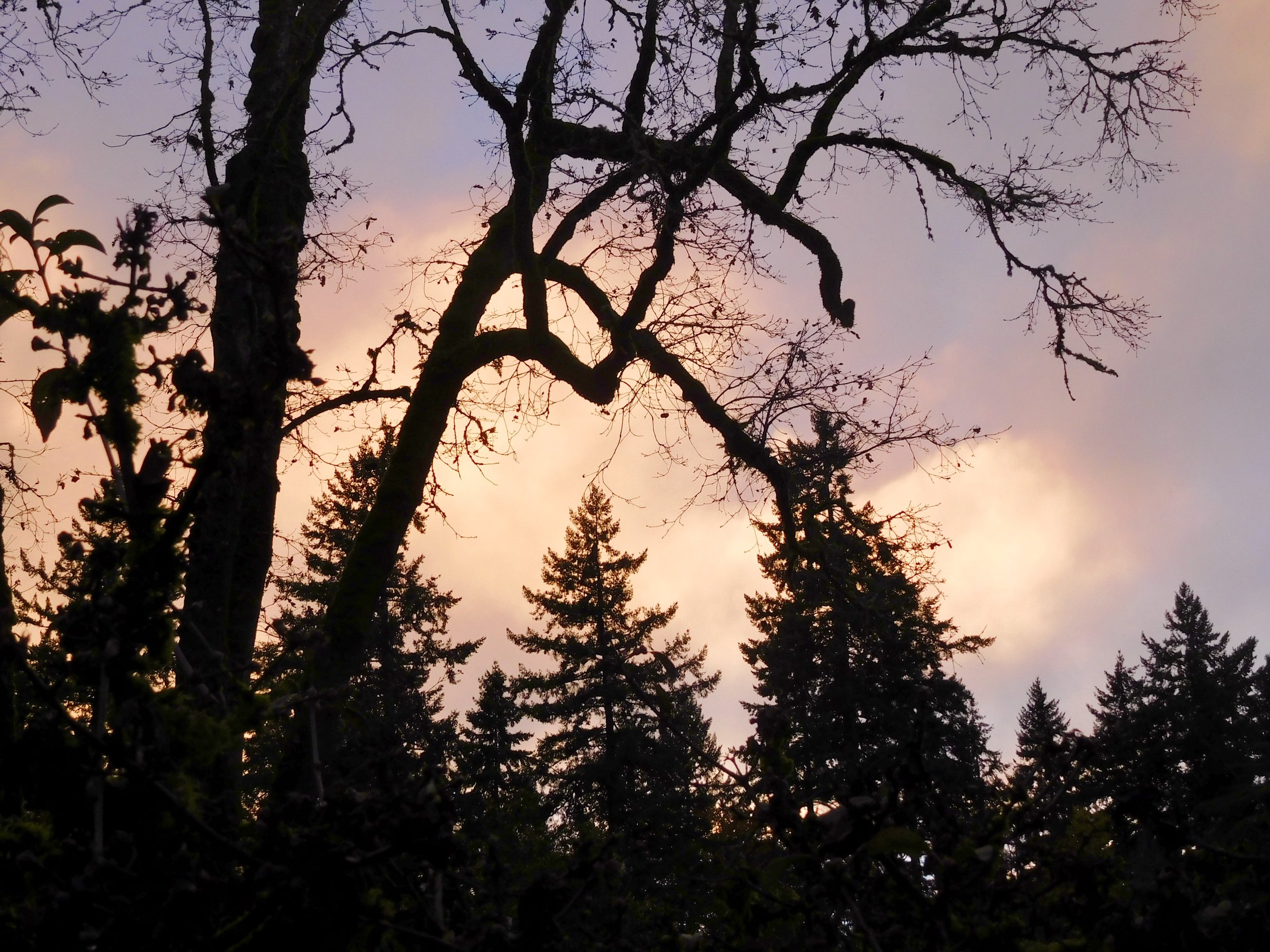 Taking time in nature helps me when I am grieving. Elk Rock Garden, Portland Oregon 11/23/17.