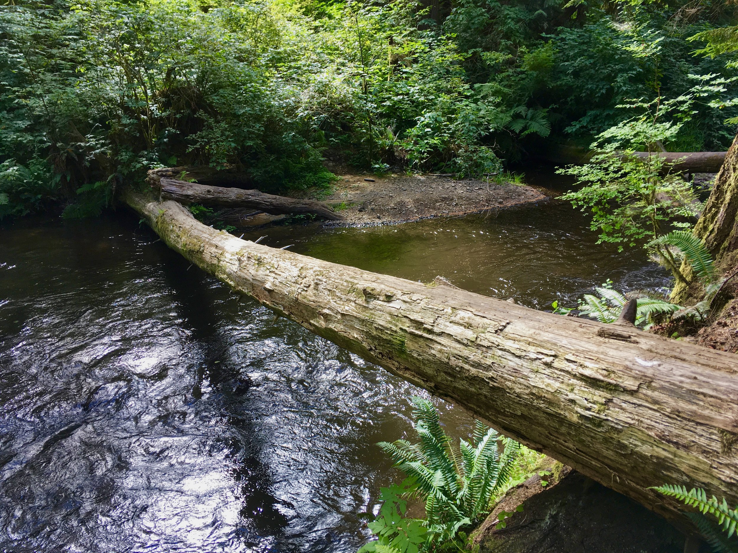 Gnat Creek Trail, Oregon. Calm waters? Photo by the author.
