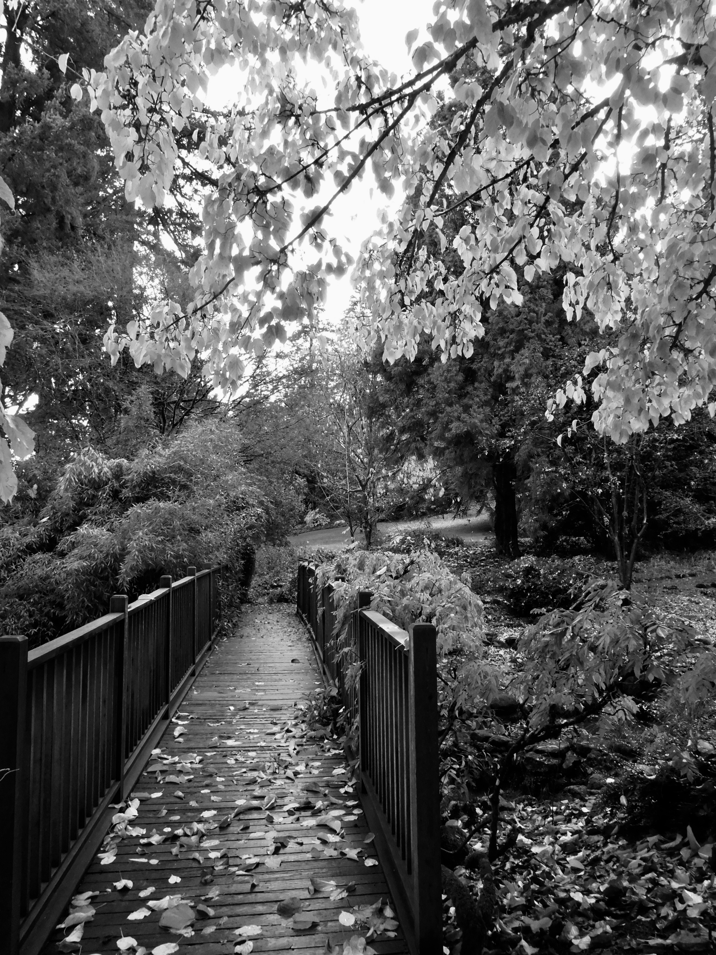Elk Rock Garden, November 2017, taken by the author