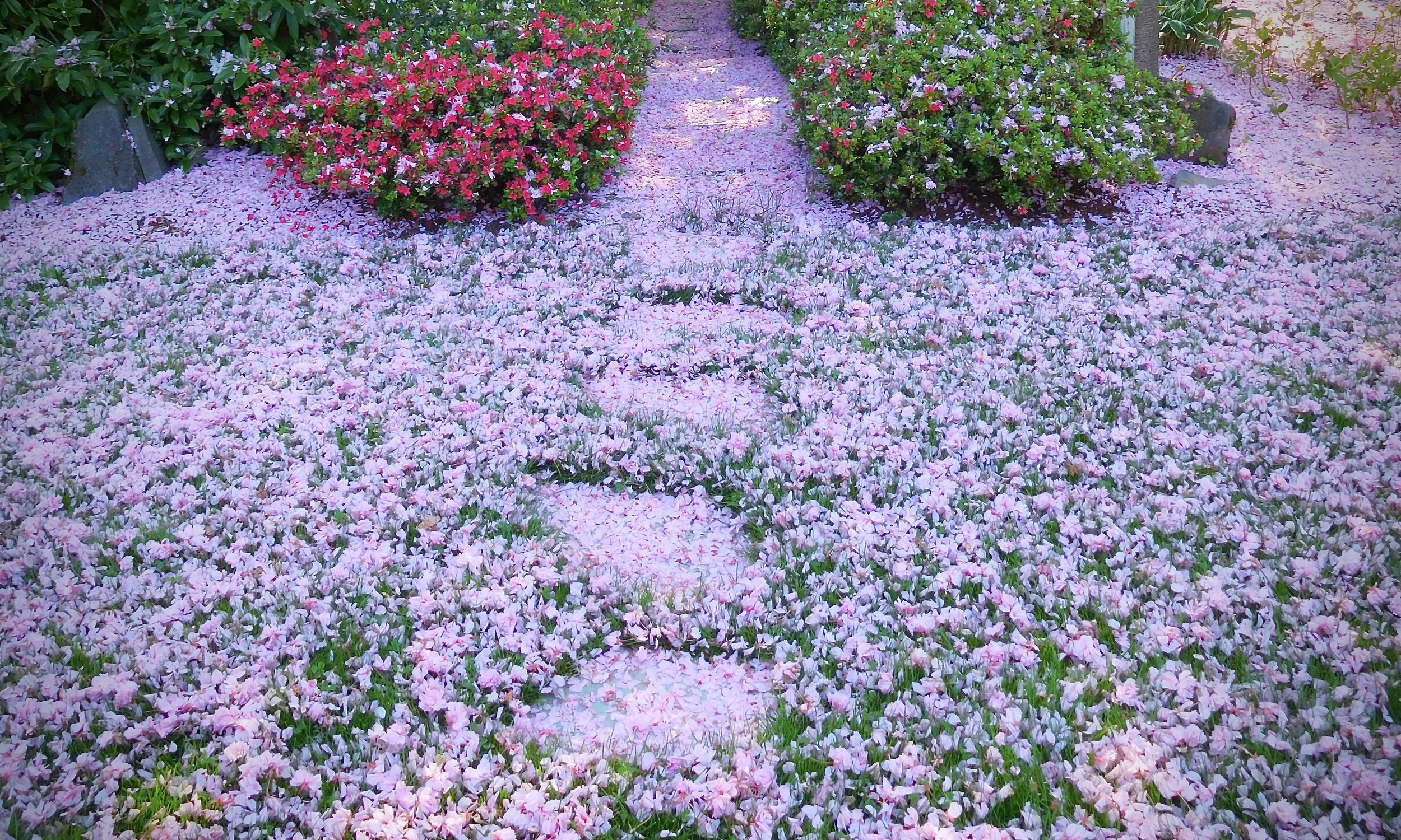 "Garden Transition." Private garden in SW Portland. Photo by anne richardson.