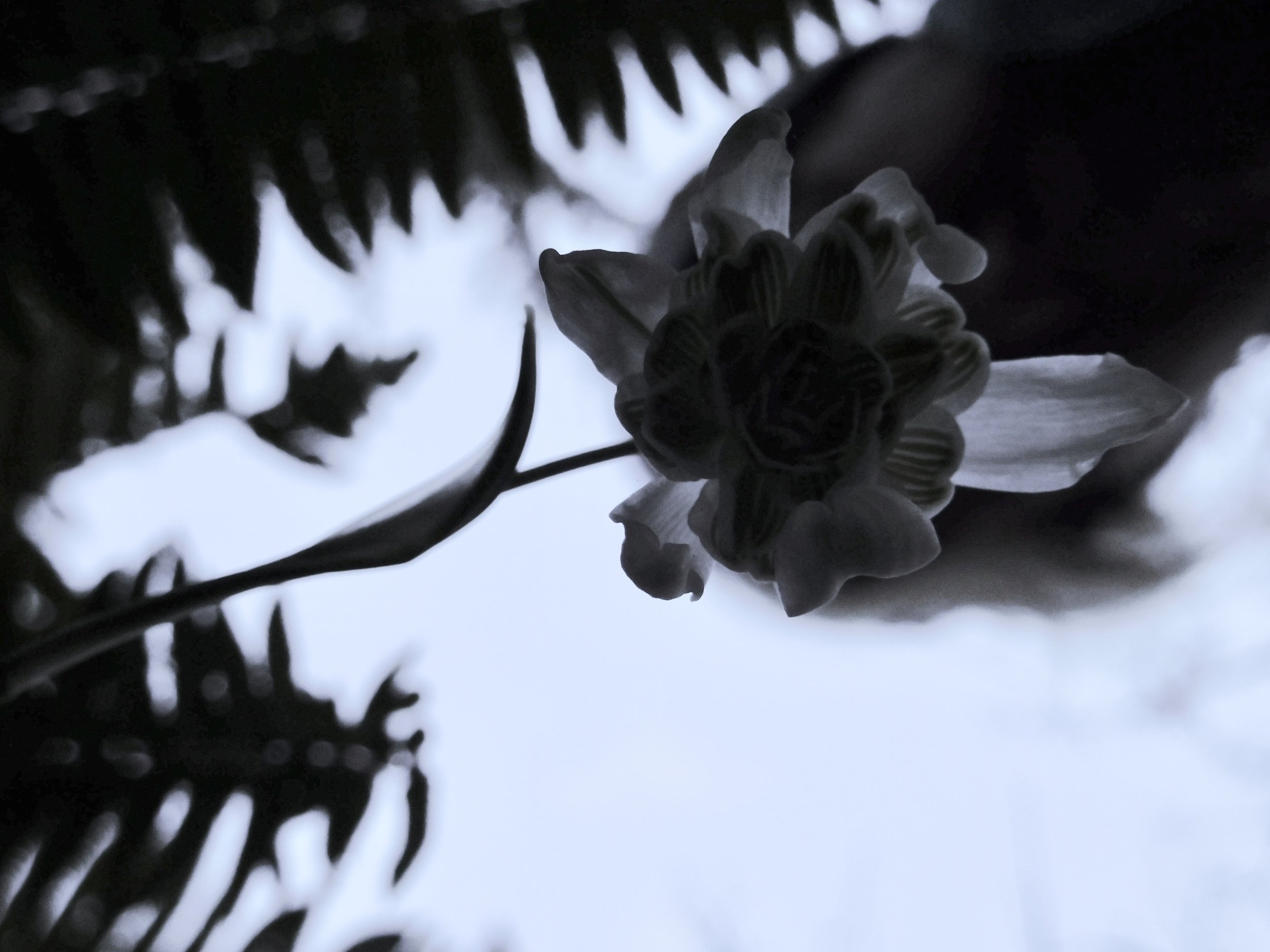 "An Unhurried Heart." Elk Rock Garden, Portland Oregon. Photo by anne richardson