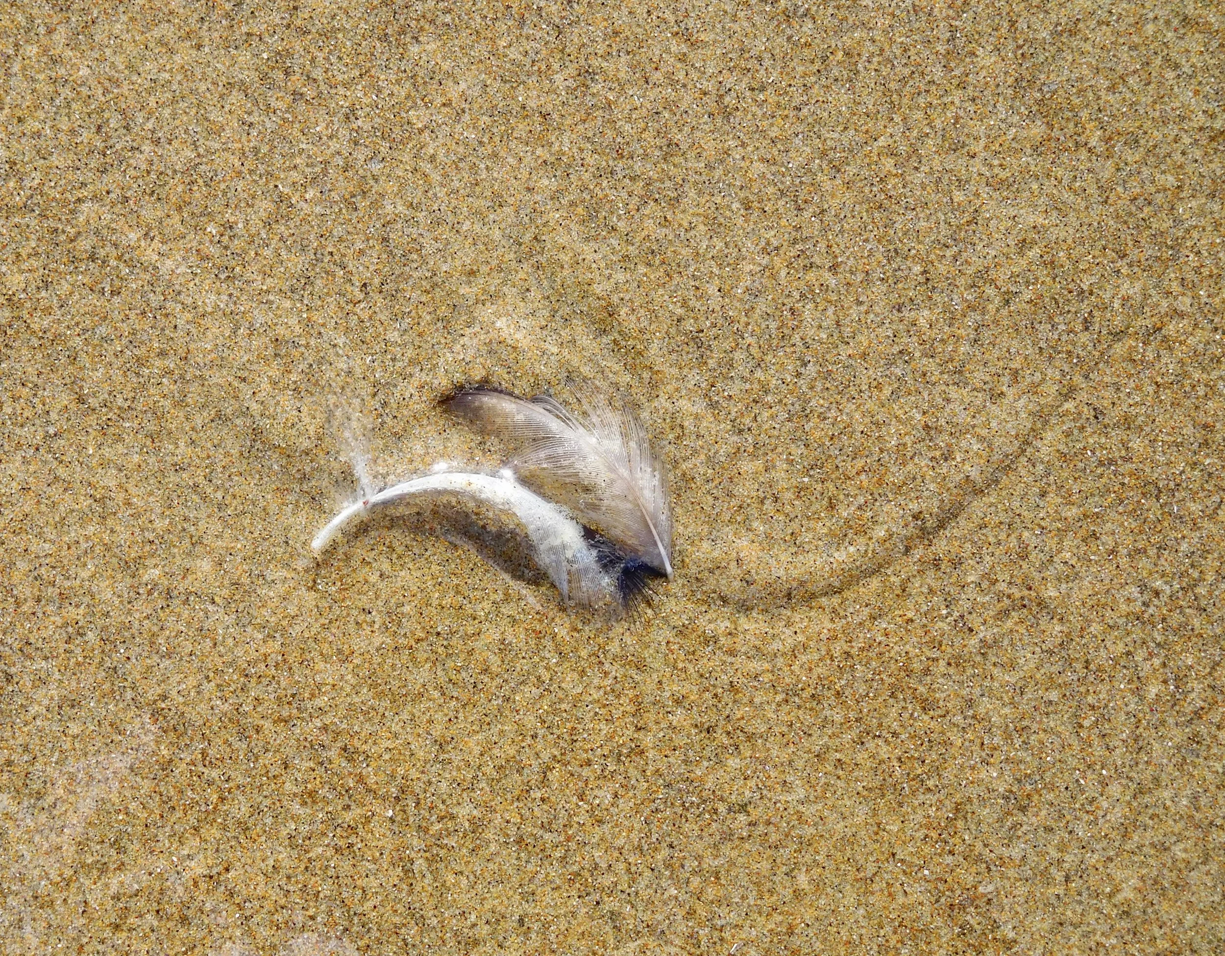 Grief. Molted feathers lingering on the sand. Stories being washed out to sea, returning entangled in kelp with the next storm. Photo and poem by anne richardson