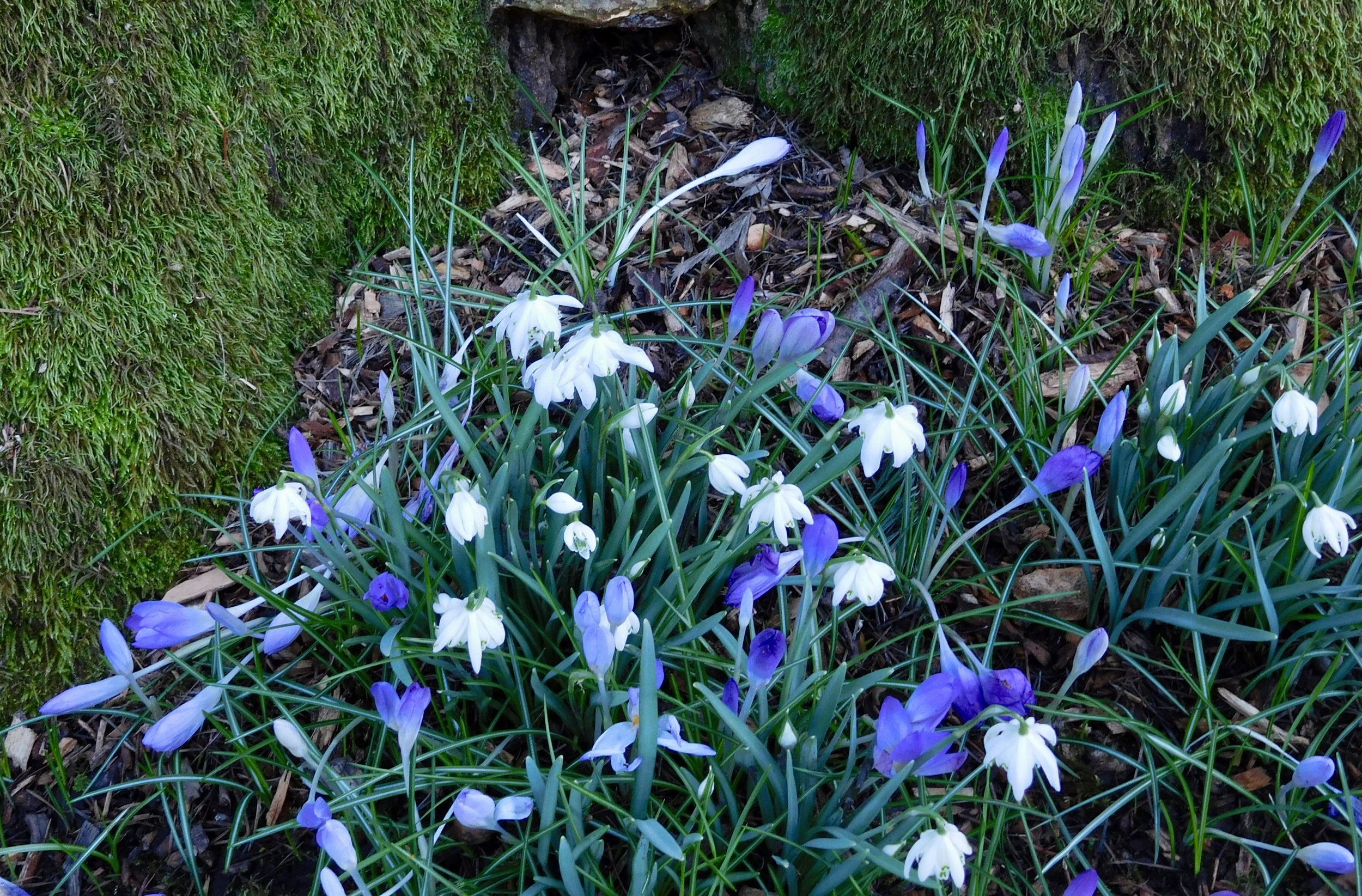 Crocus can be a metaphor of coming though the winter soil of loss. Photo by anne richardson. Elk Rock Gardens of the Bishop's Close. Lake Oswego, OR