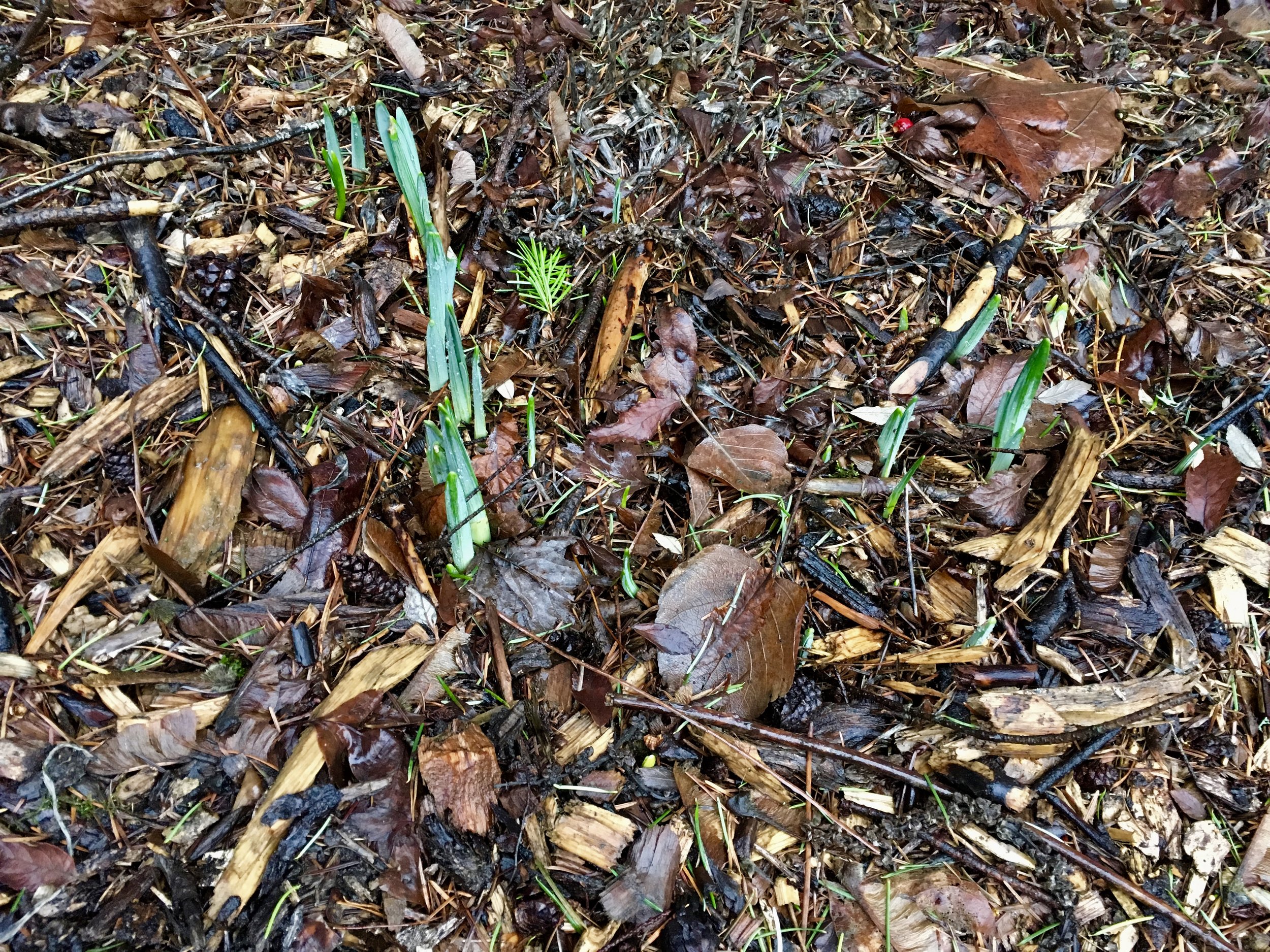 “The” daffodils making their appearance, much to my relief.