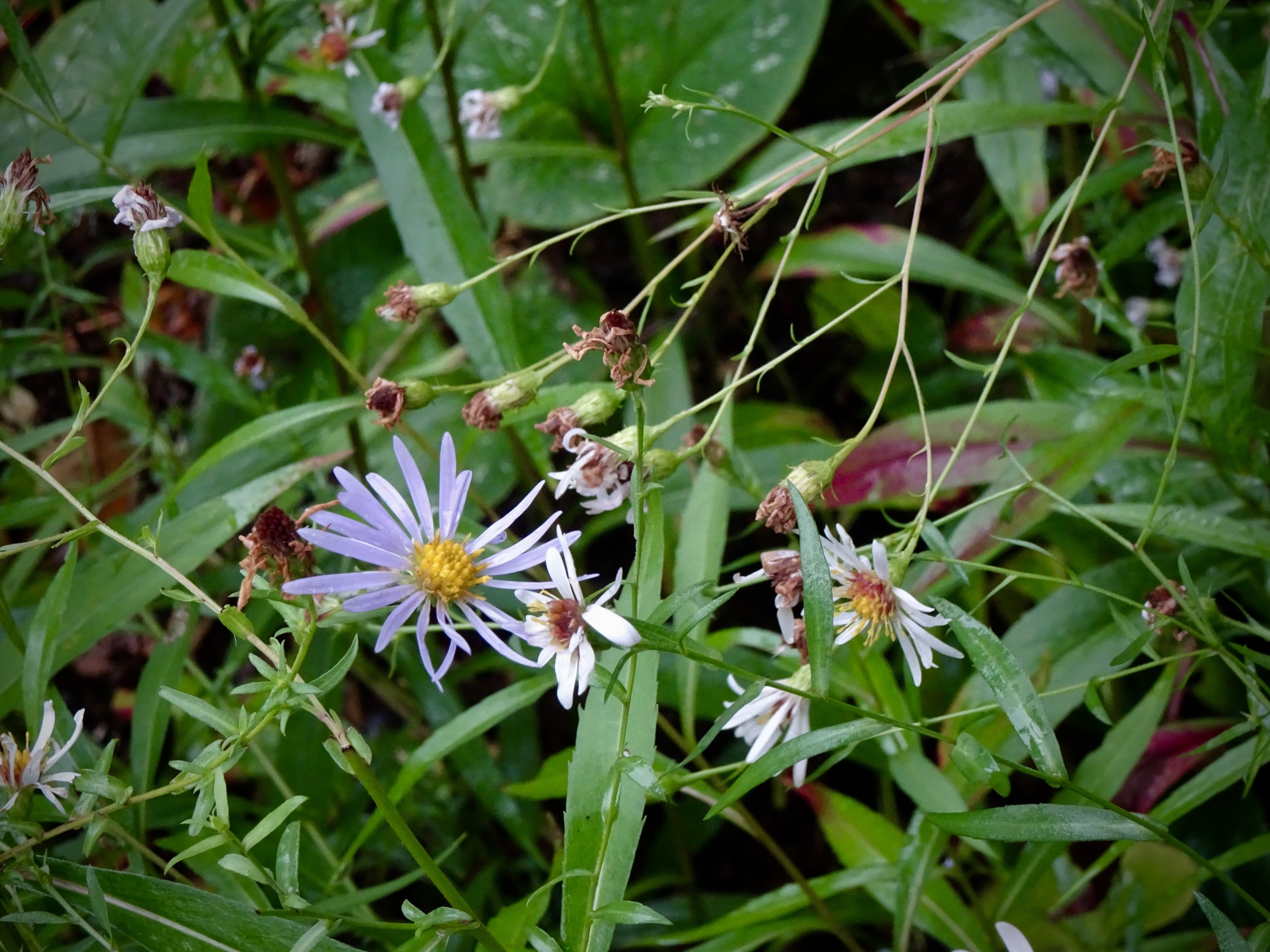 Flowers_in_transition.jpeg