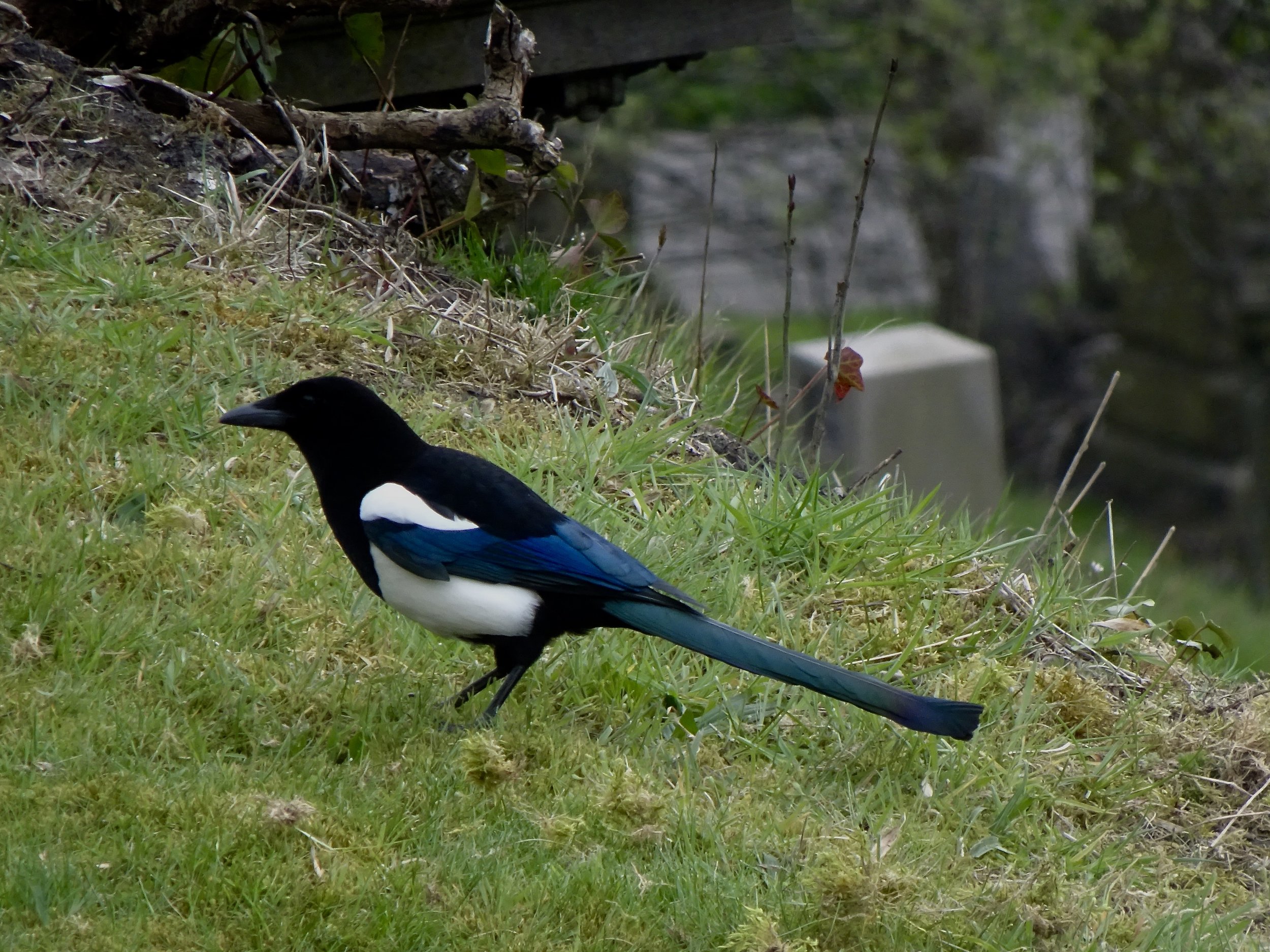 A magpie who is comfortable make his home among the bones of the past.