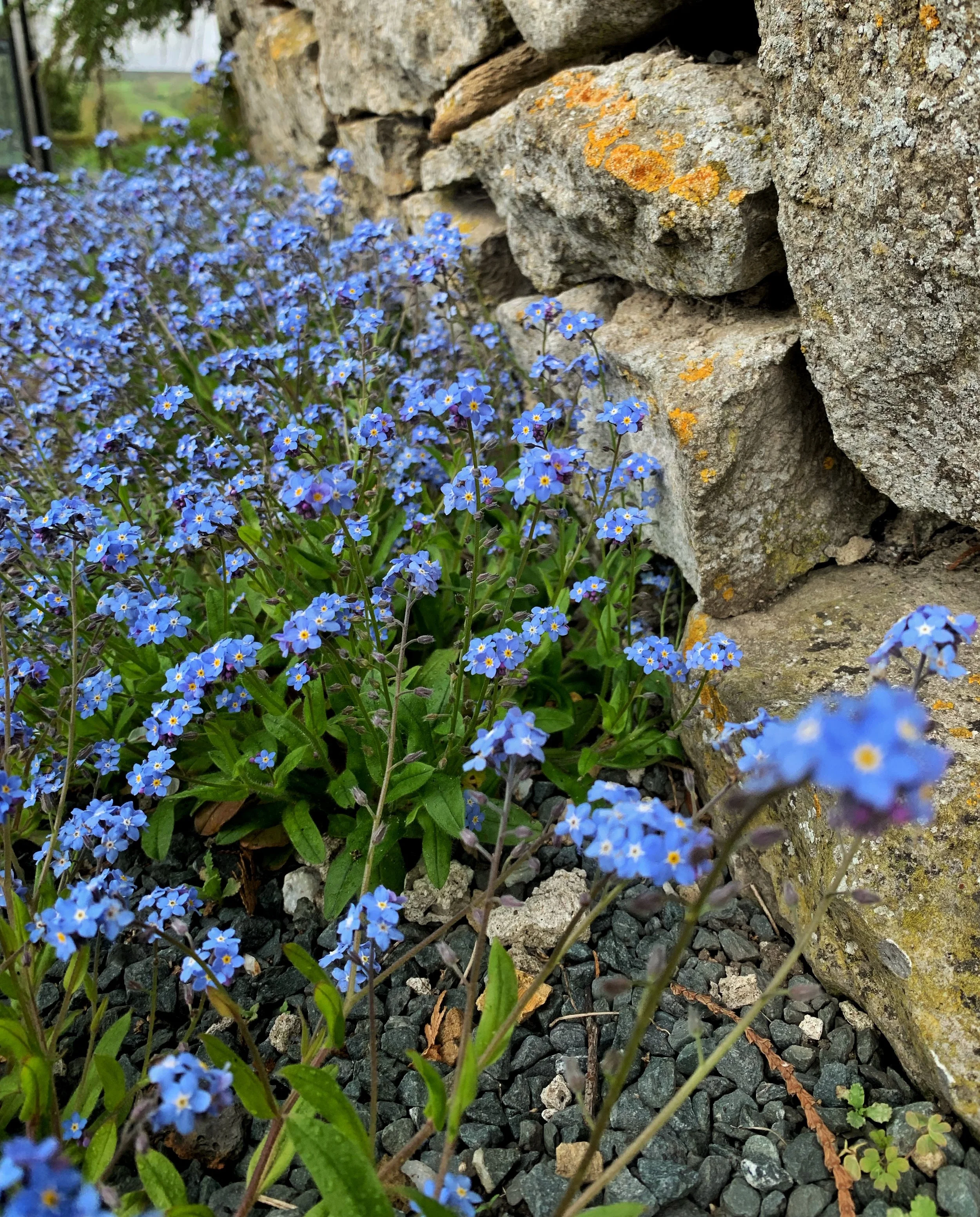 Forget-me-nots decorate the Yorkshire landscape. Photo by anne richardson